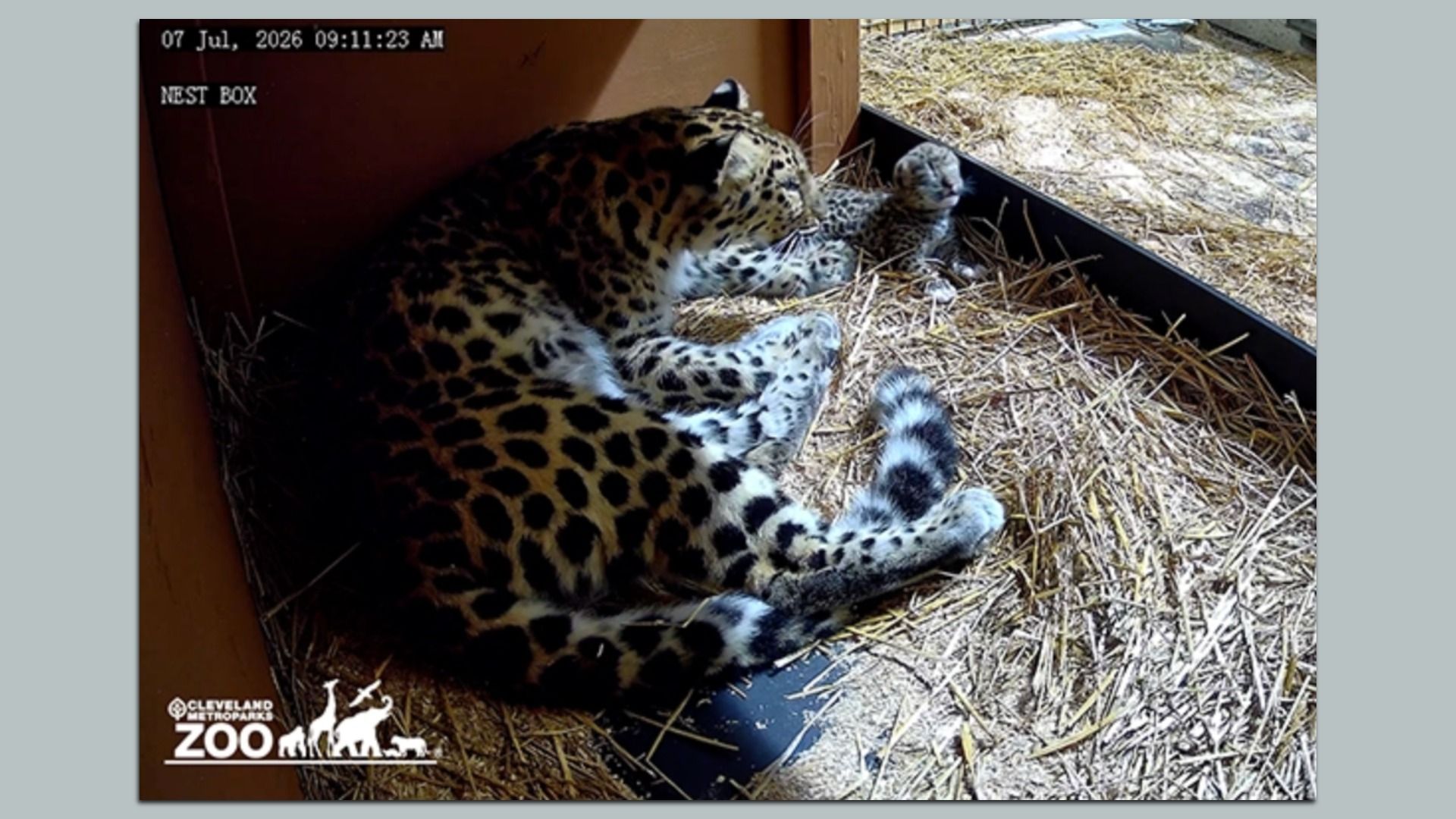 Inside a wooden nest box at the zoo, a large spotted leopard lounges on straw with a cub nearby; sunlight highlights the hay as enclosure walls frame the scene.