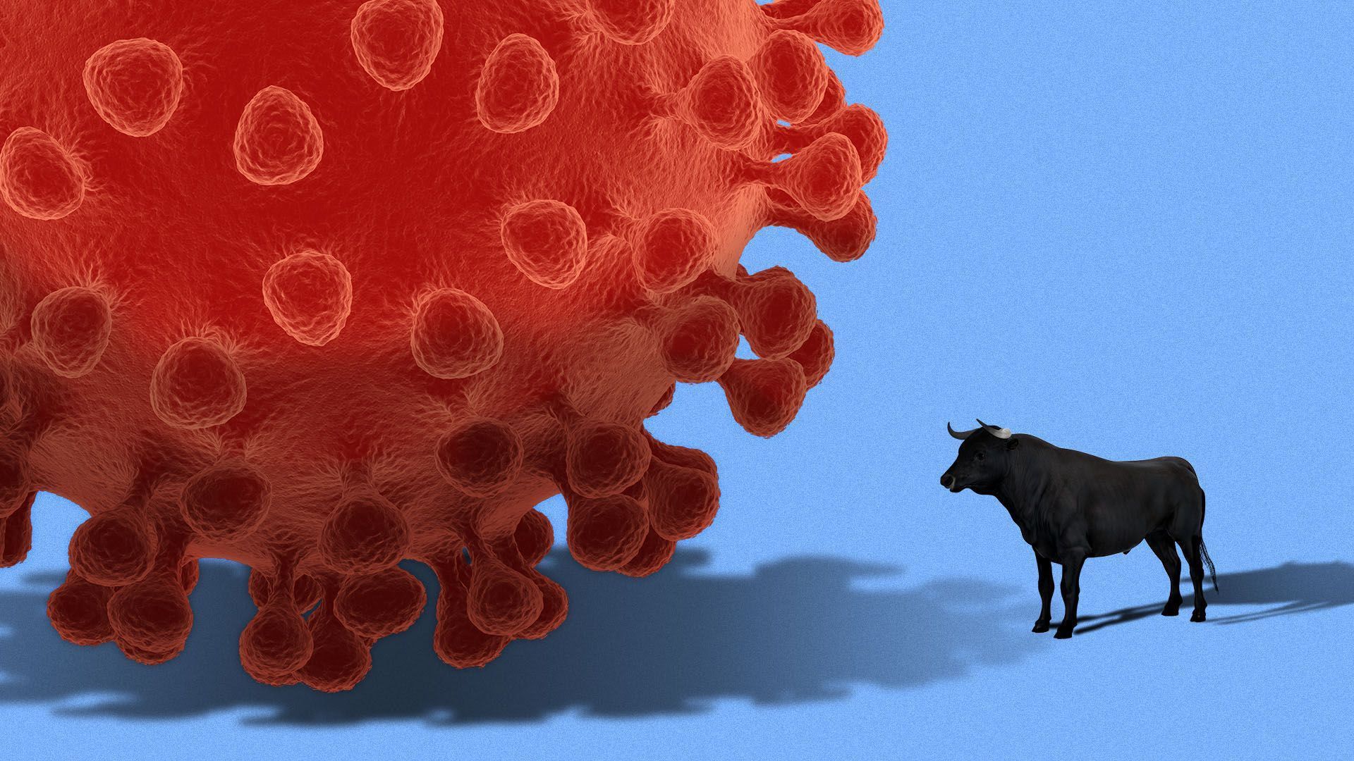 An illustration of a bull facing a coronavirus strain.
