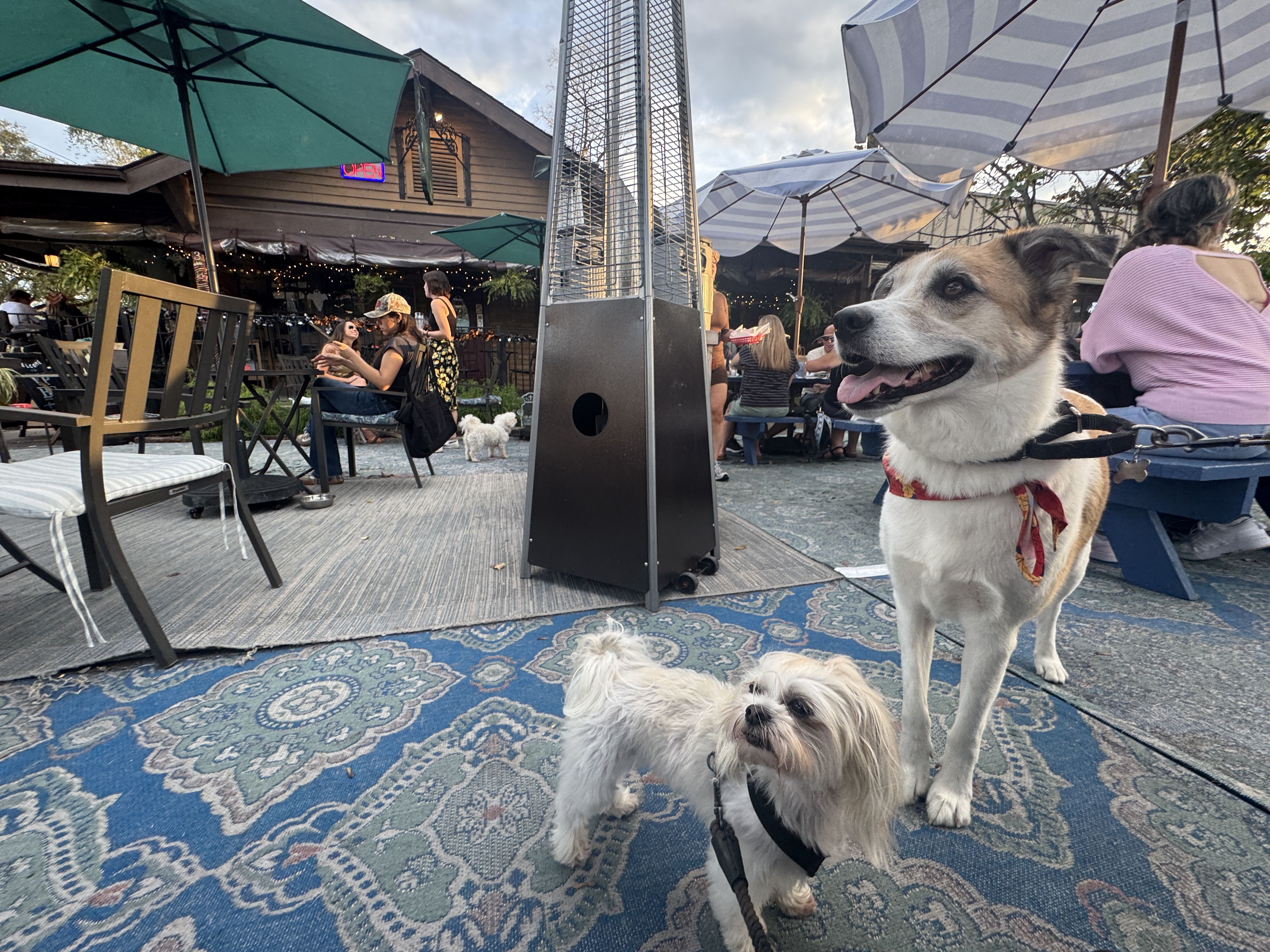 Two dogs, one small white and one larger brown and white with a bandana, stand on a blue patterned outdoor rug near a patio heater in a busy outdoor café with blue and green umbrellas and seated people.