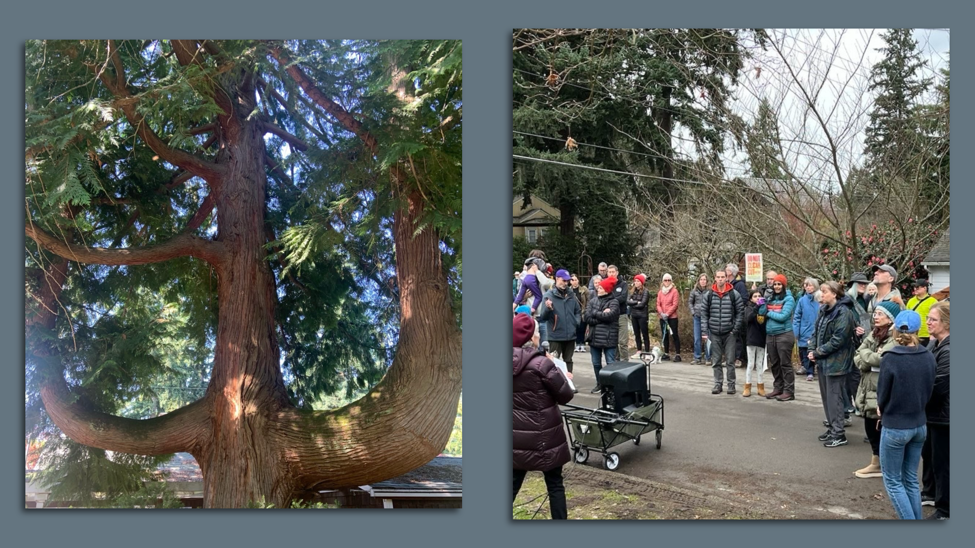 Two photos that show a large branched tree in Seattle and activists protesting its removal. 