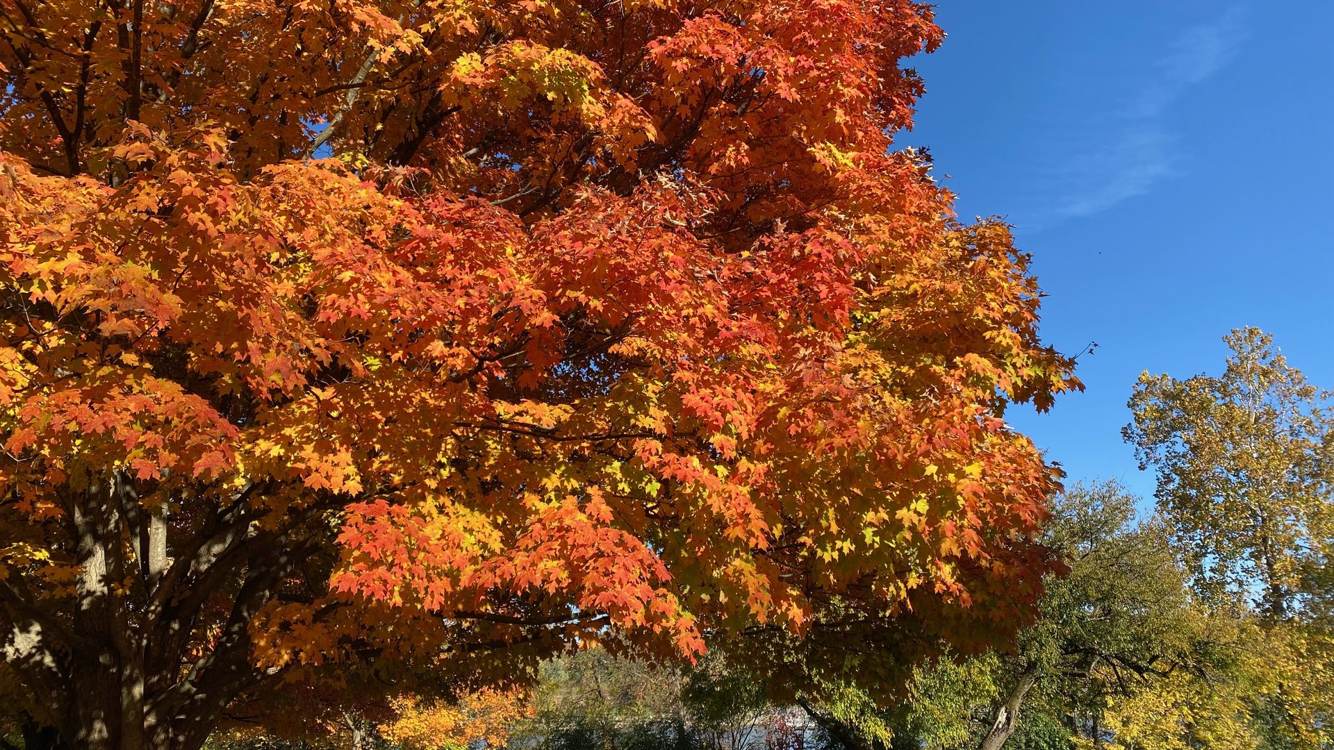 A maple tree with red and orange leaves.