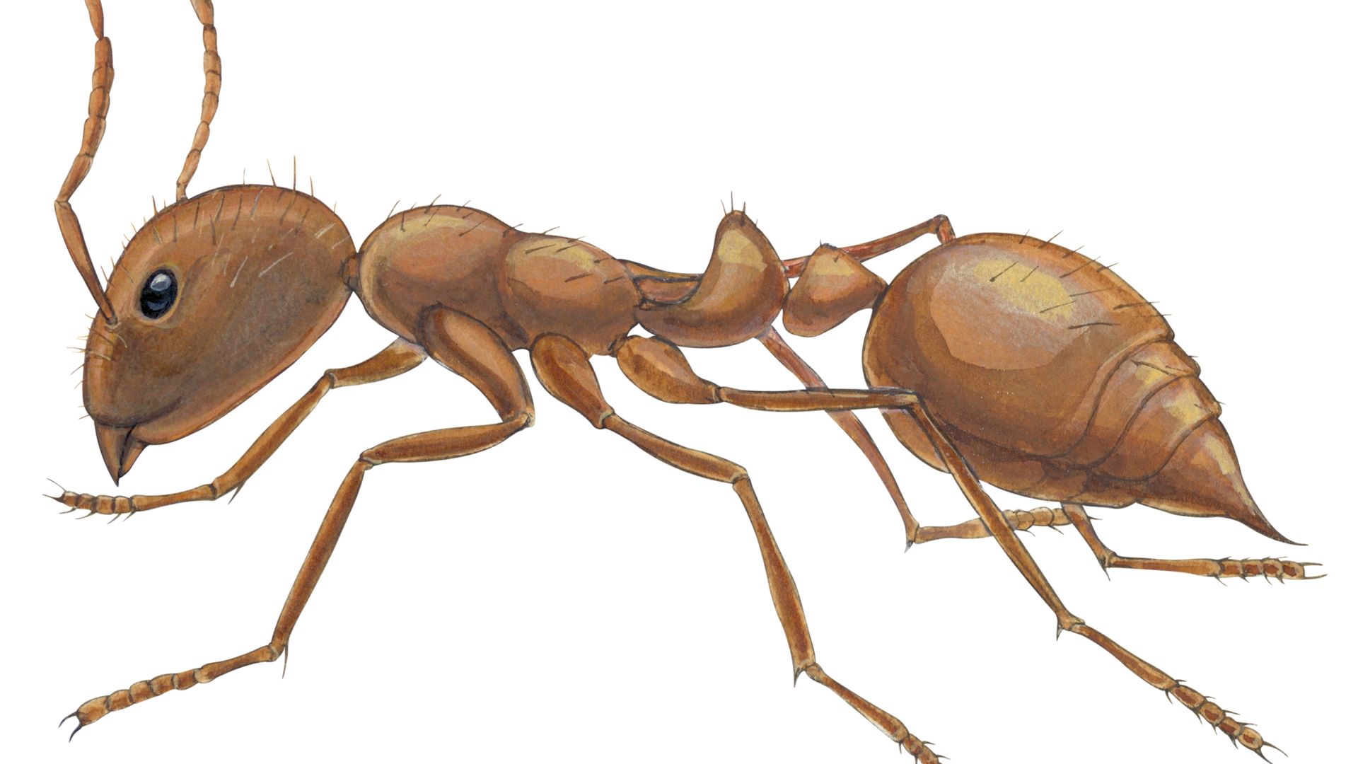 Image shows an illustration of a fire ant.