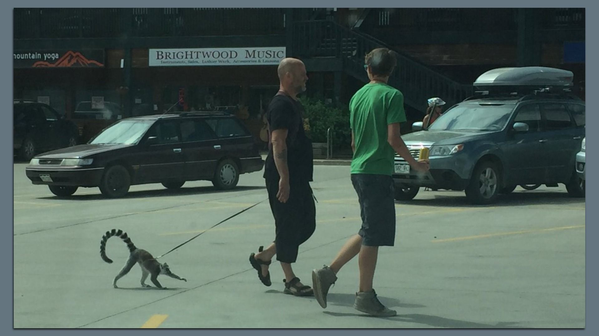 Two men walk a small lemur on a leash across a sunny street.