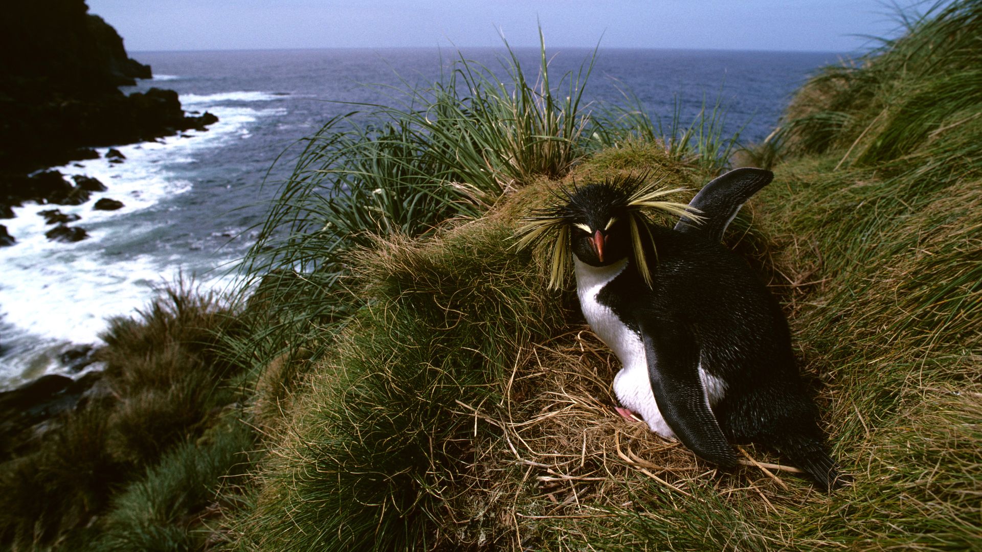 Penguins on Gough Island in the South Atlantic