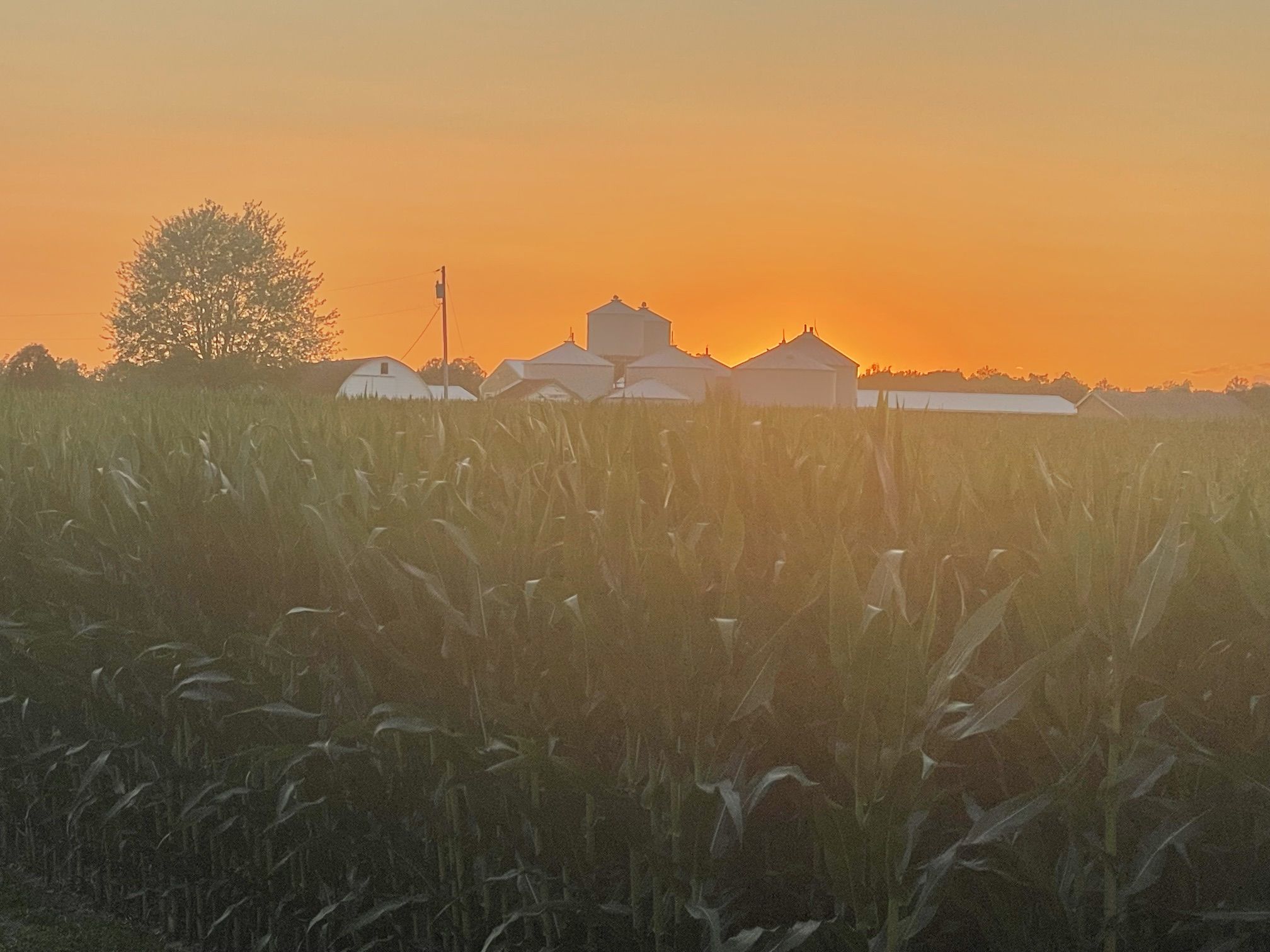Silhouette of a farm at sunset with an orange sky. Silos and white farm buildings line the horizon, a tall tree on the left, and a cornfield in the foreground bathed in warm light.