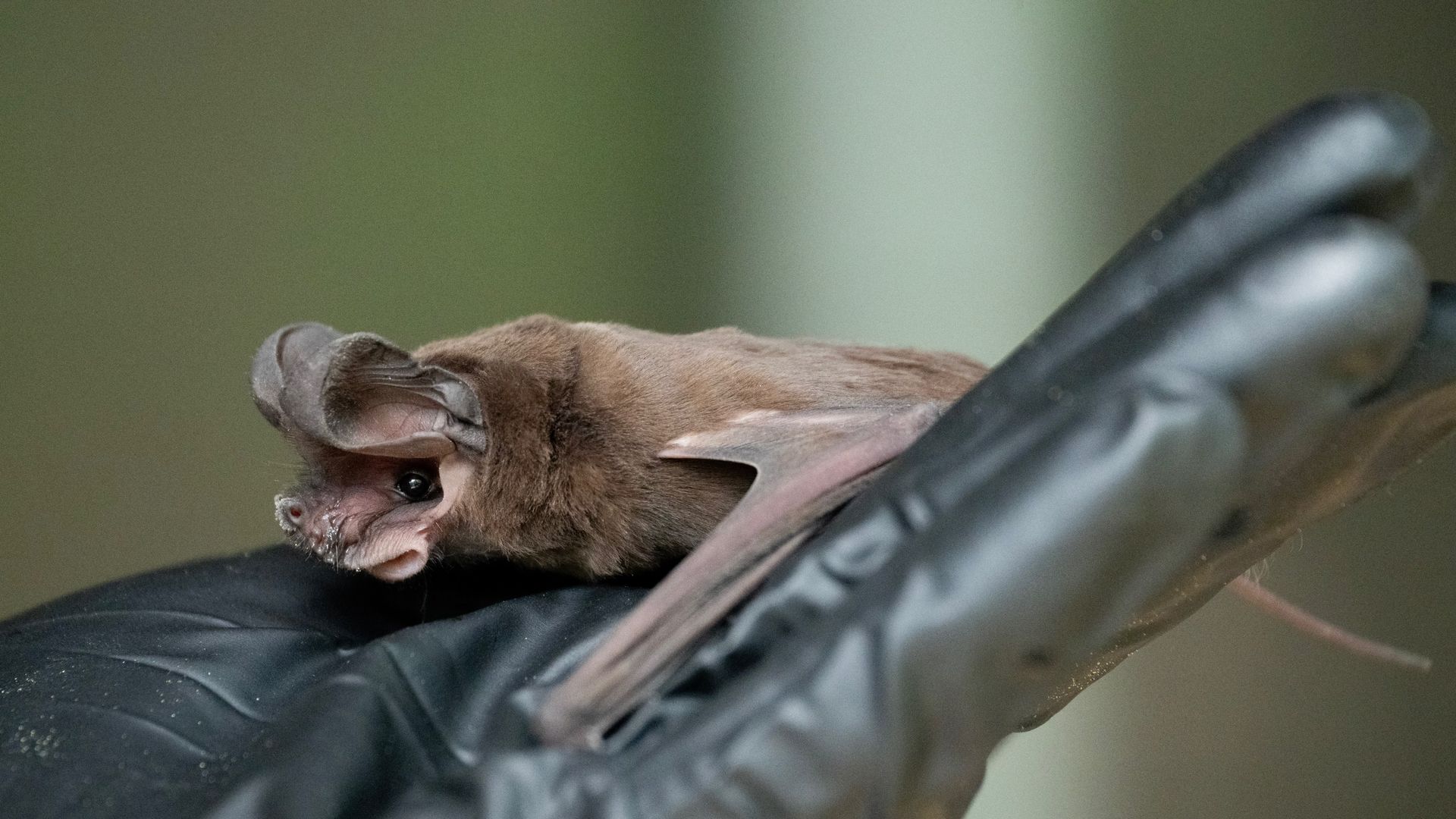 Close-up of a small brown bat with large ears resting on a hand wearing a black glove, against a blurred green-gray background.