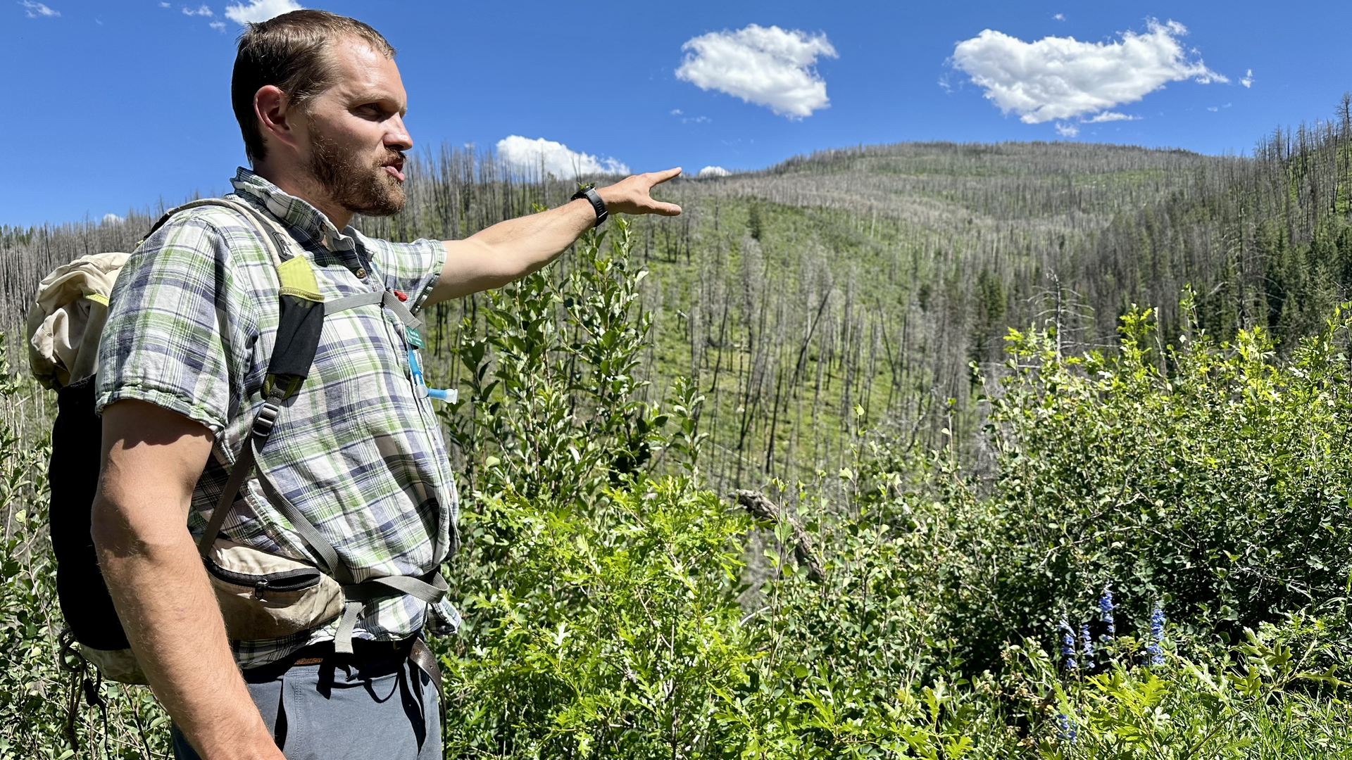 Adam McCurdy with the Aspen Center for Environmental Studies leads a tour of the burn scar from the 2018 Lake Christine wildfire outside El Jebel. Photo: John Frank/Axios