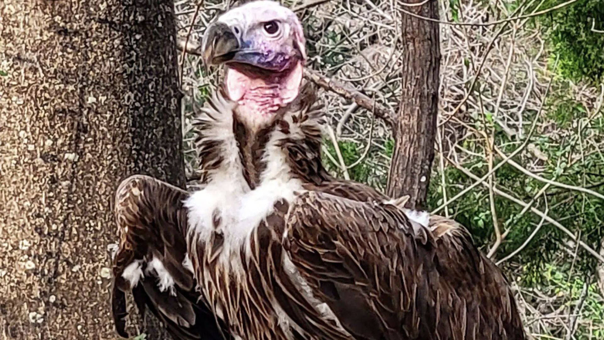 A big endangered vulture