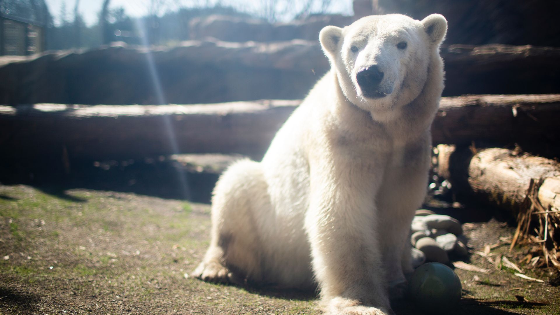 Nora the polar bear sitting on the ground in a zoo enclosure with logs and rocks around, sunlight shining.