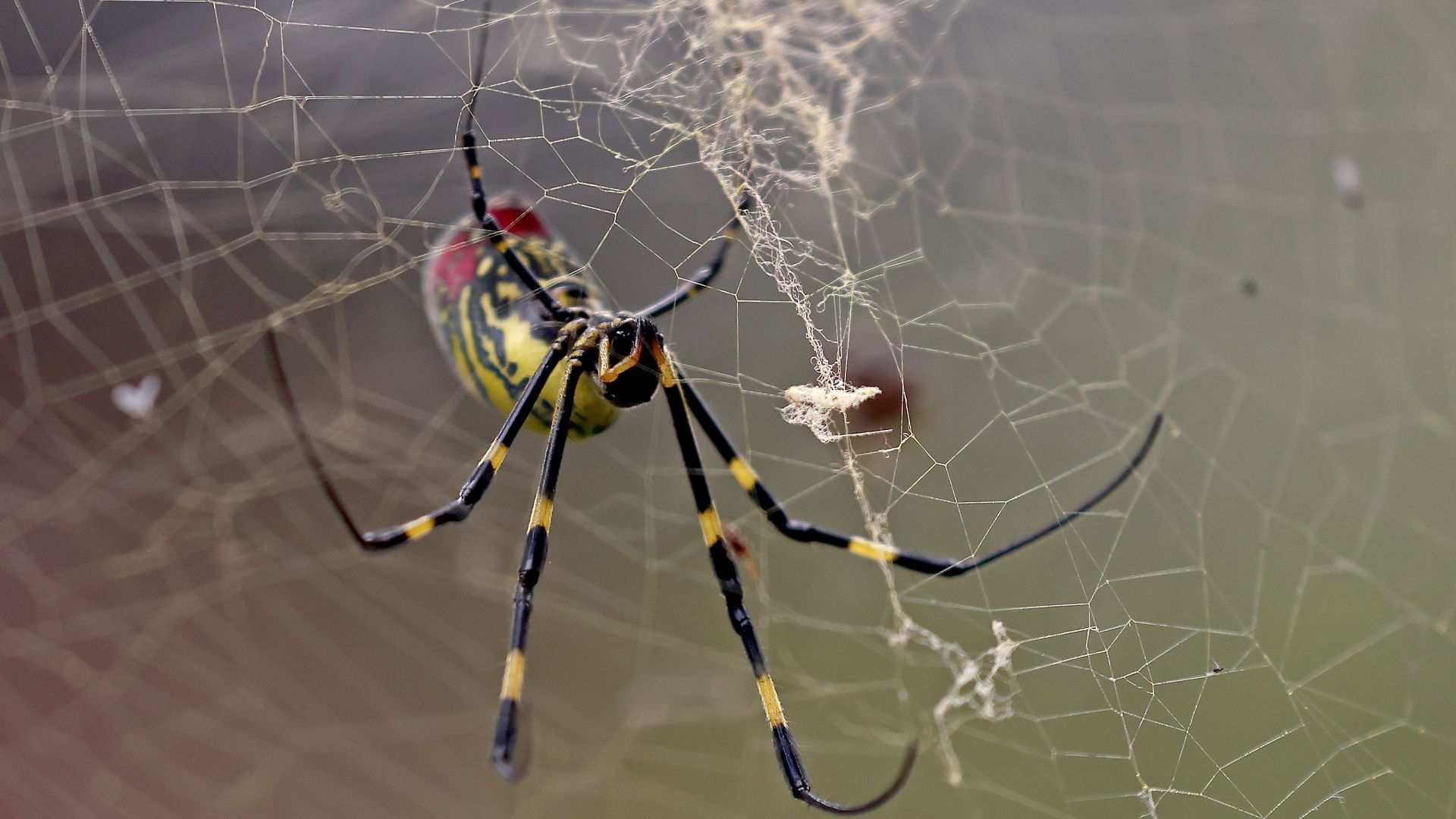 A Joro spider