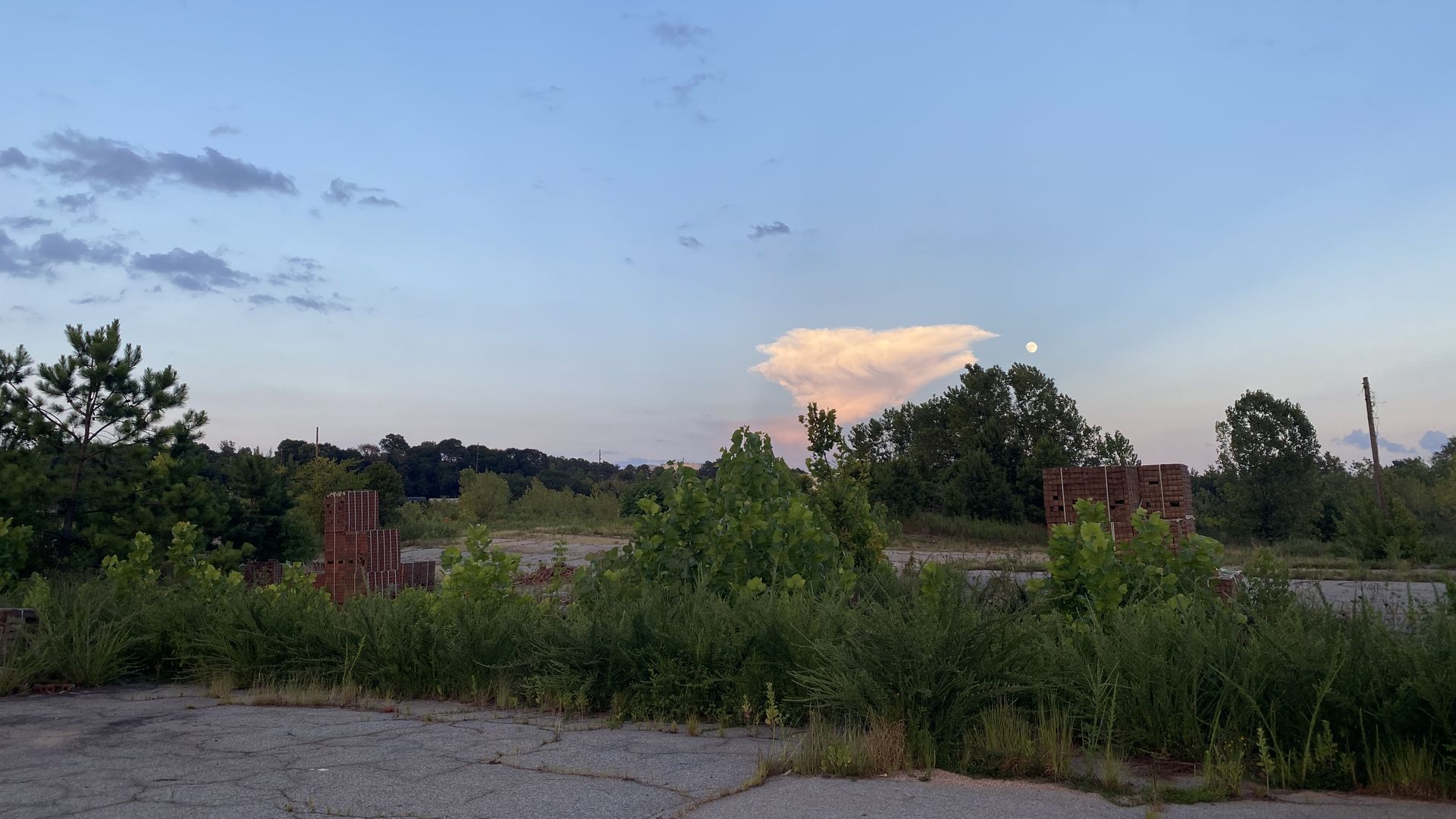 A pile of bricks and overgrown weeds and bushes at the bulldozed brick company site.