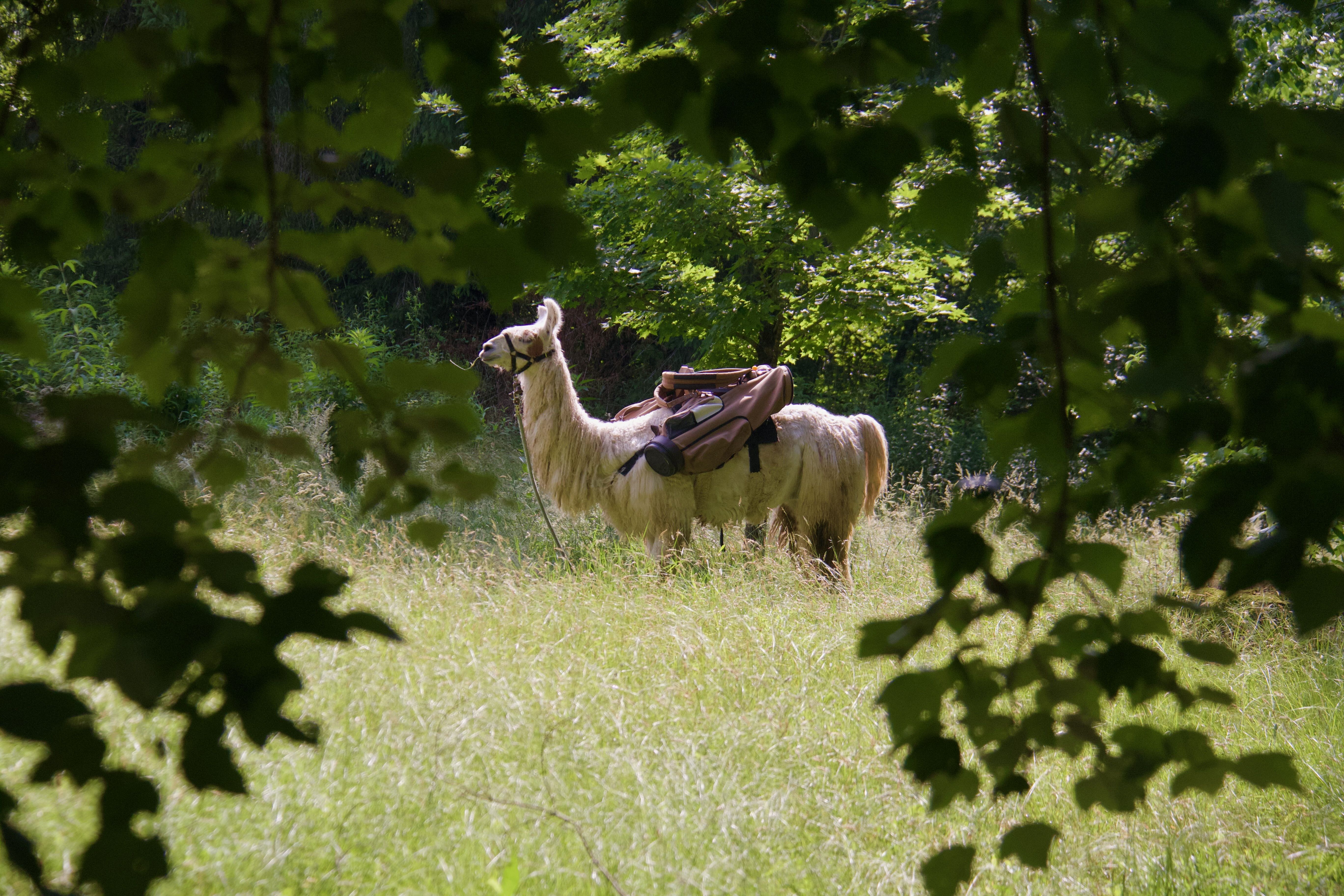 A white llama stands in the forest with golf bags on its back.