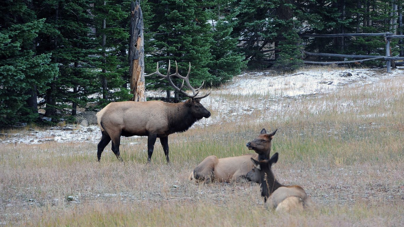 Mile Highlights: "Unprecedented" elk attacks