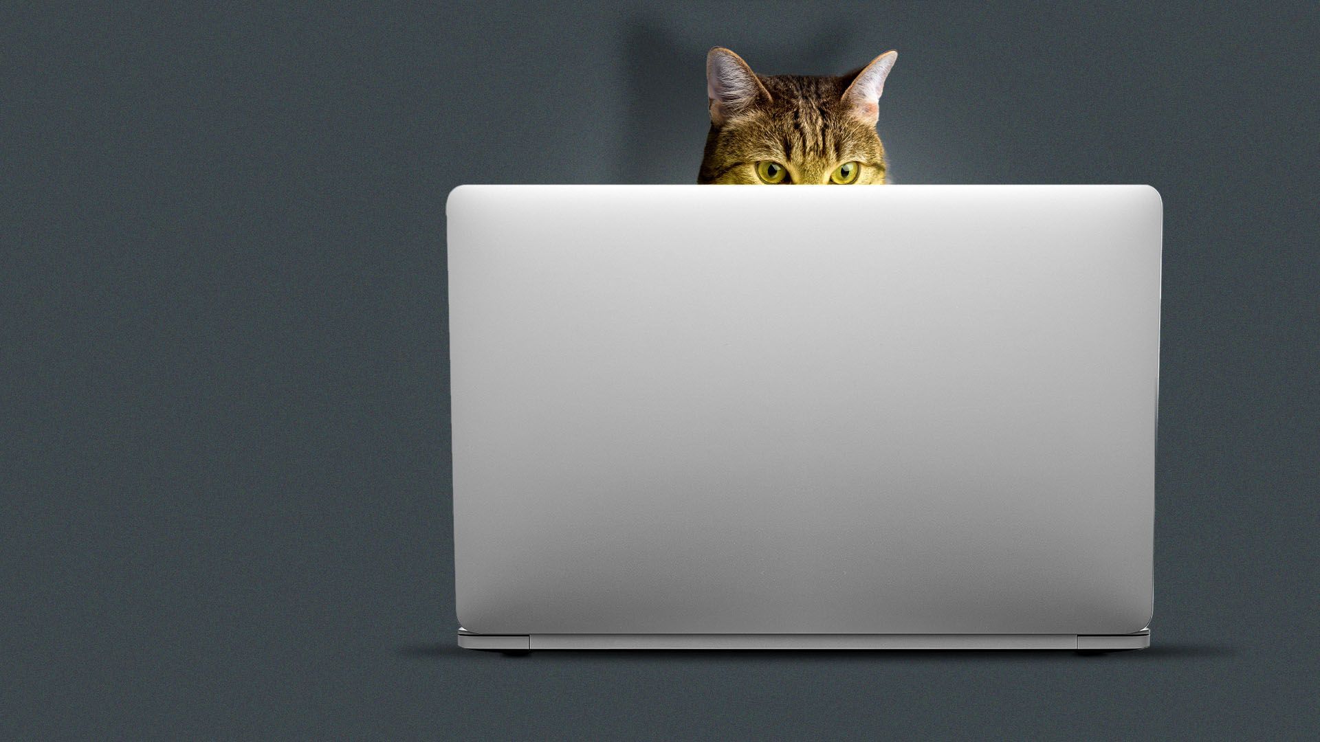 illustration of a tabby cat looking at a glowing laptop 