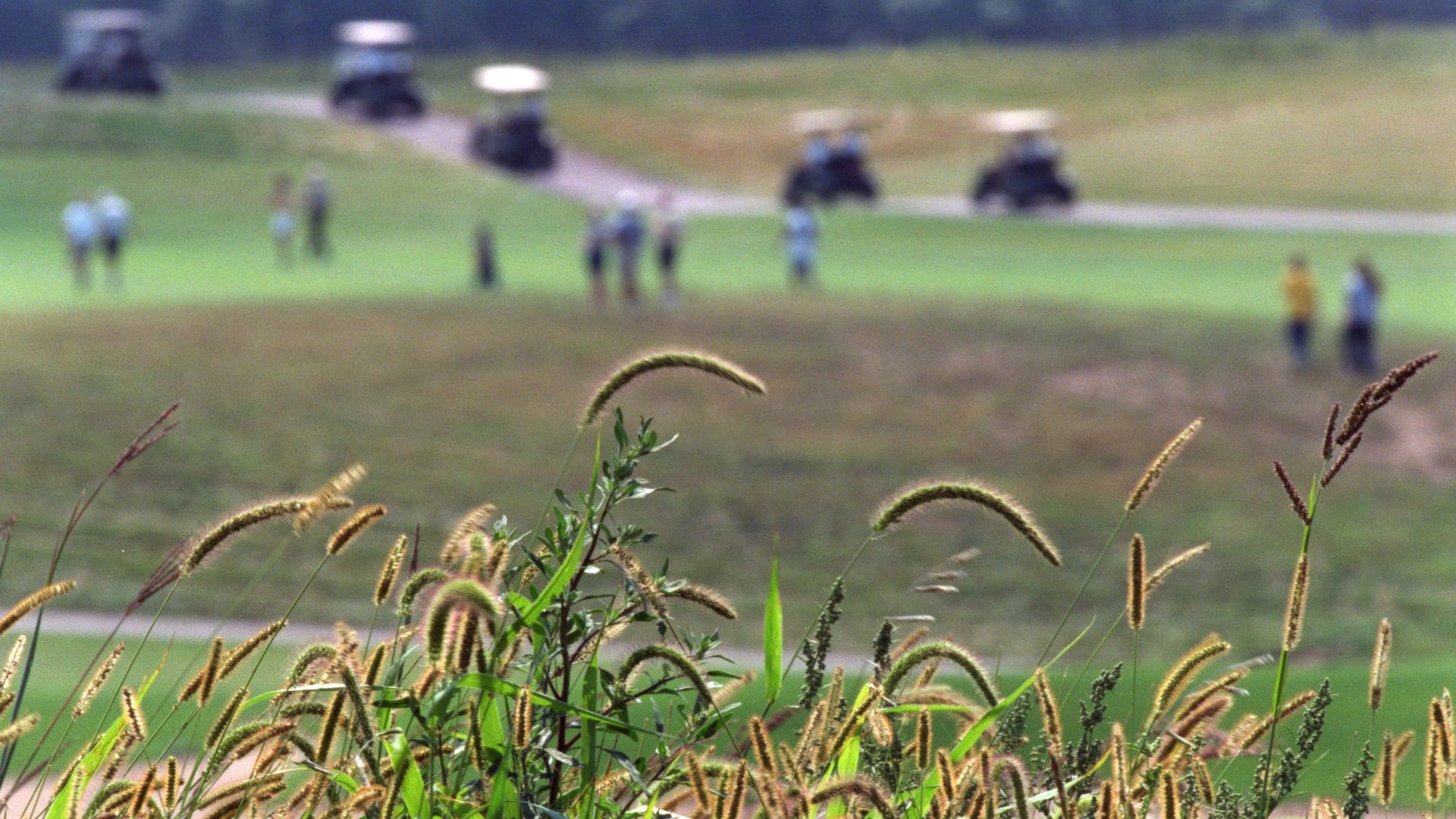 A photo of prairie grass.