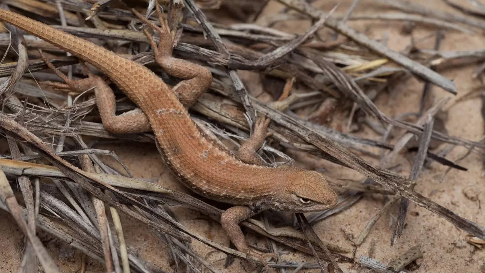 A brown-colored dunes sagebrush lizard scurries along twigs on soil as it stares intently with its beady eyes.