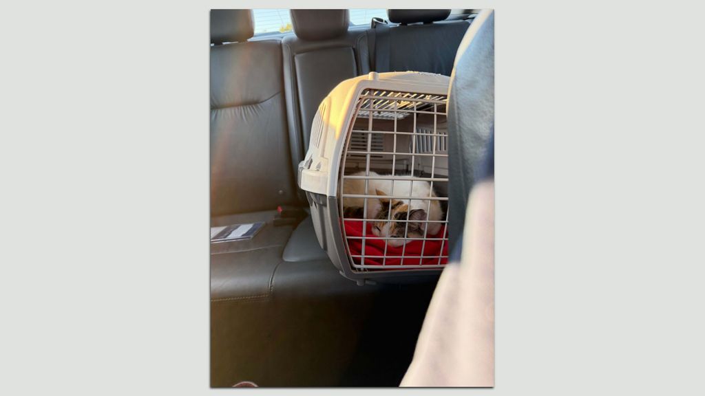 How Francine the Lowe's cat was found in North Carolina - Axios Richmond