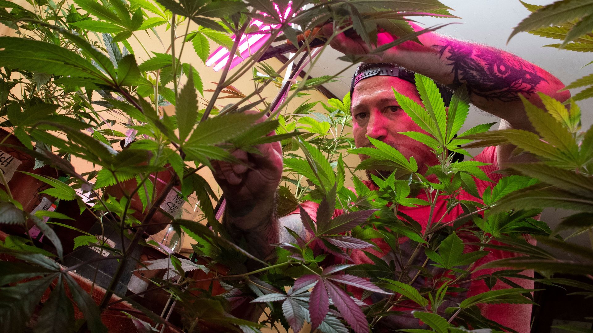 A man with tattoes tends to a marijuana plant in Costa Rica 