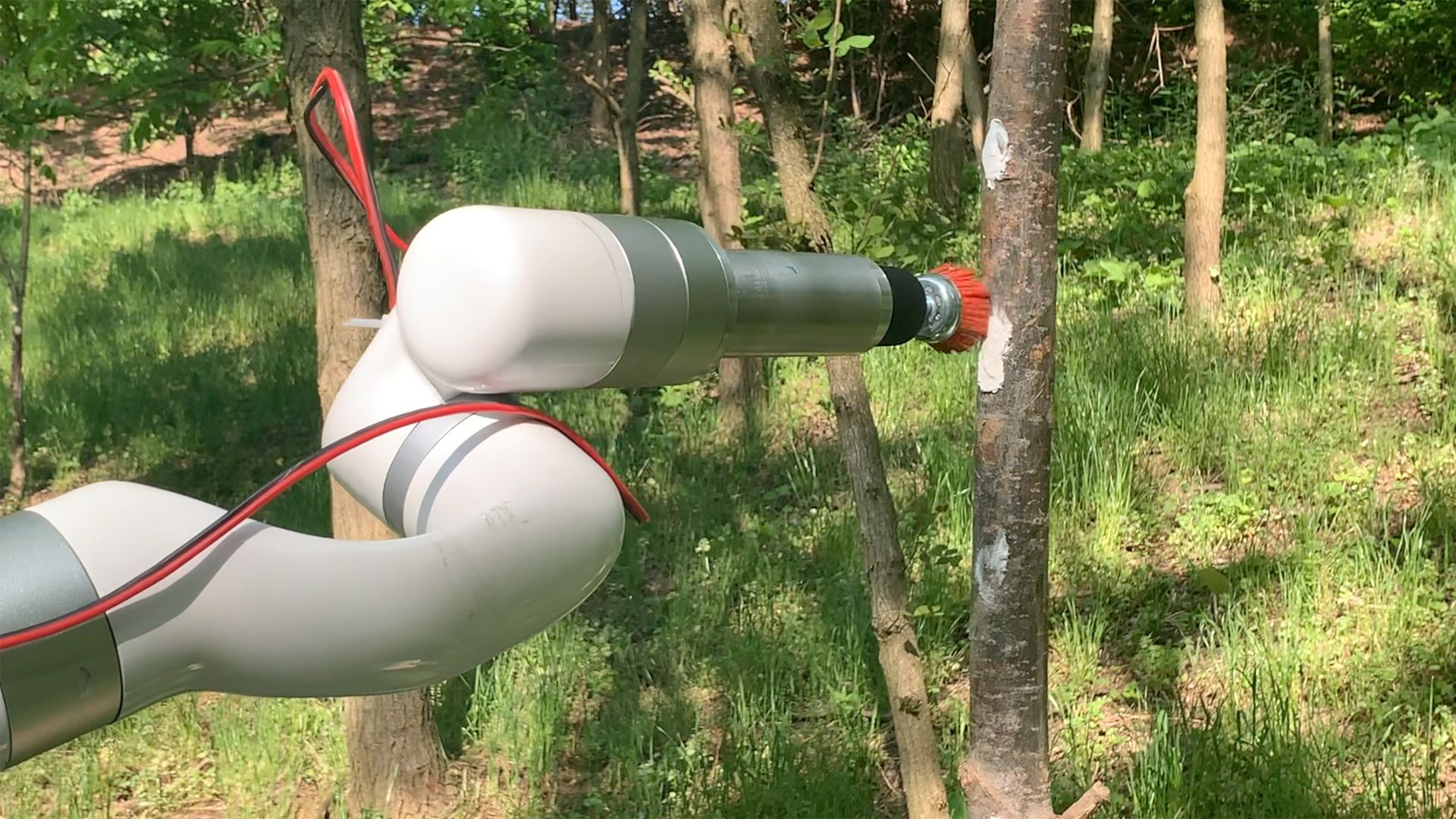 A robotic arm is pointed at a tree, poised to suction off lanternfly eggs.