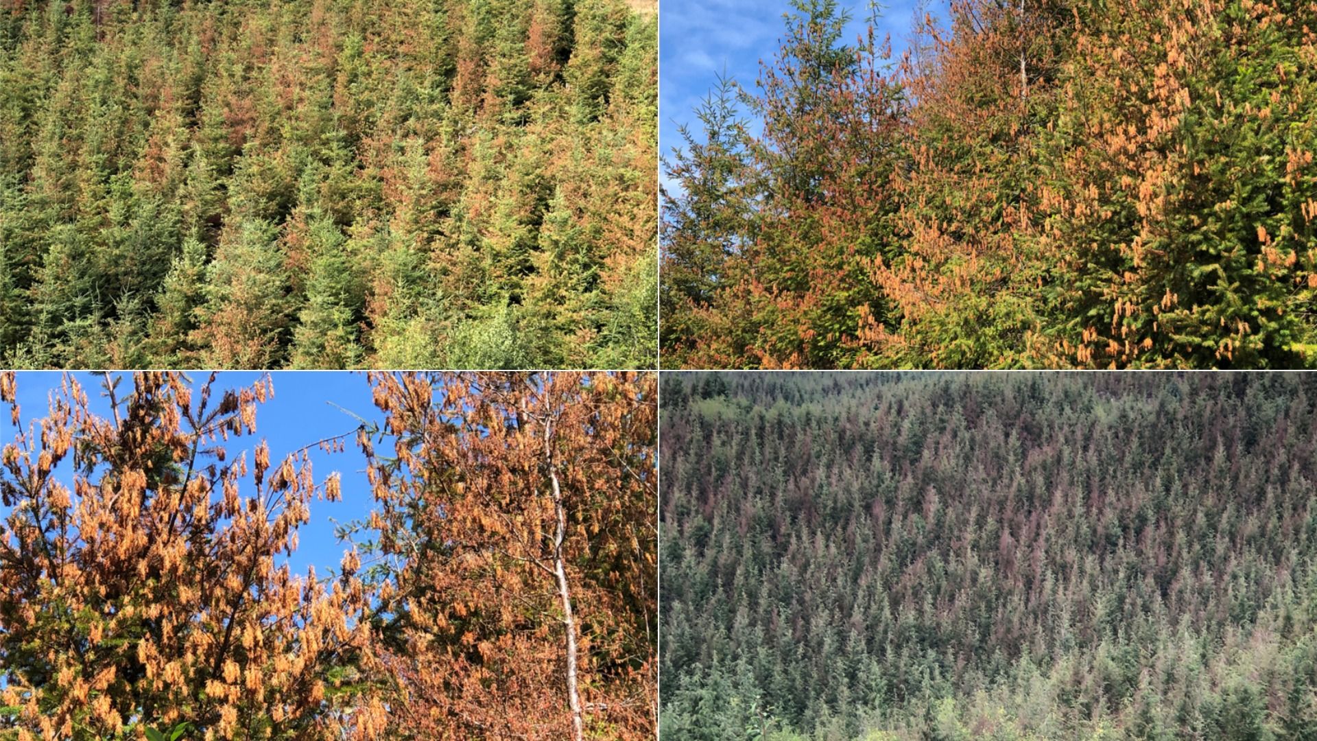 Four images showing evergreen trees with widespread brown, dying or dead patches indicating forest damage or disease against green foliage and blue sky.