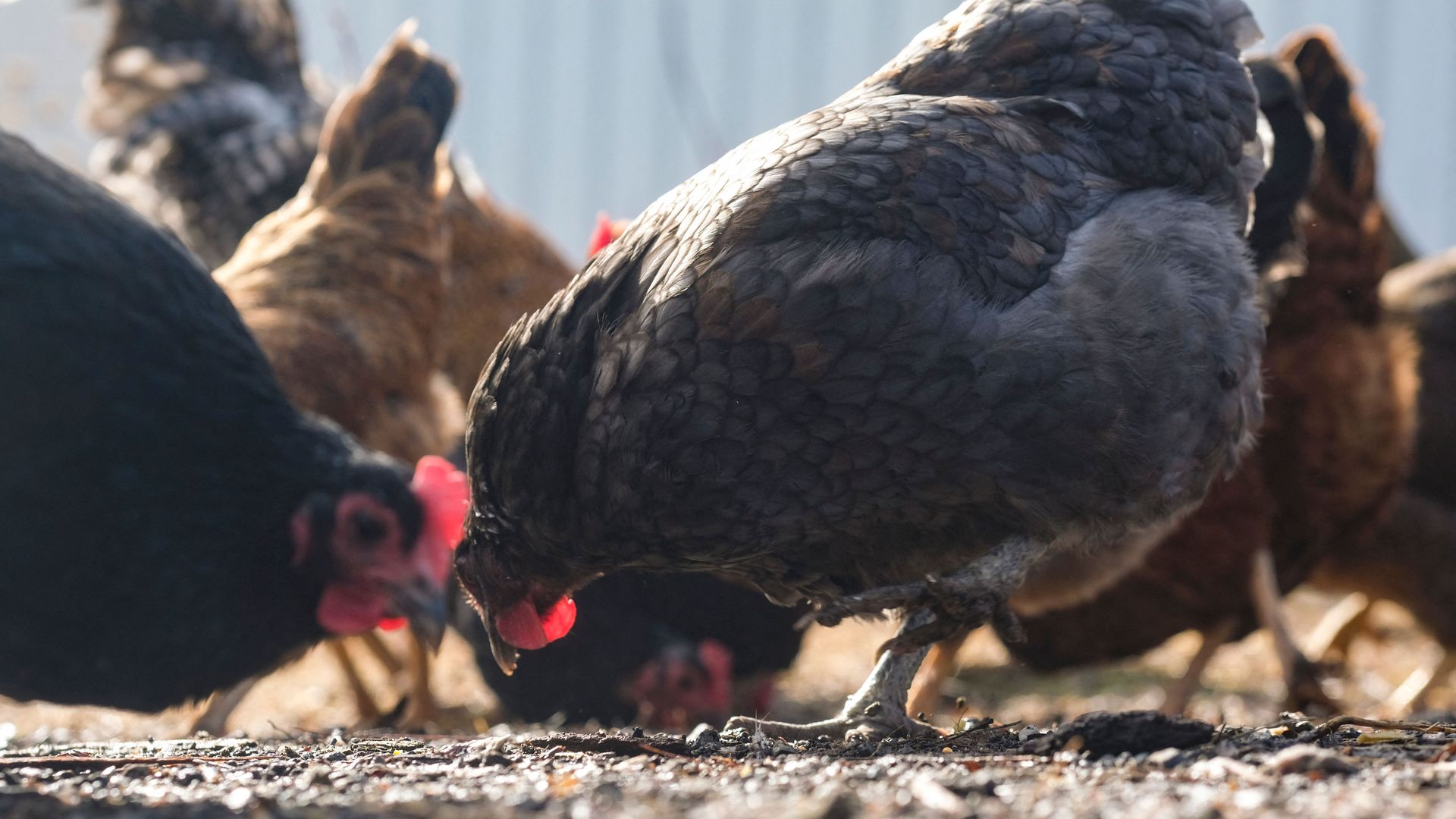 Chickens eat feed off the ground at a Michigan farm.