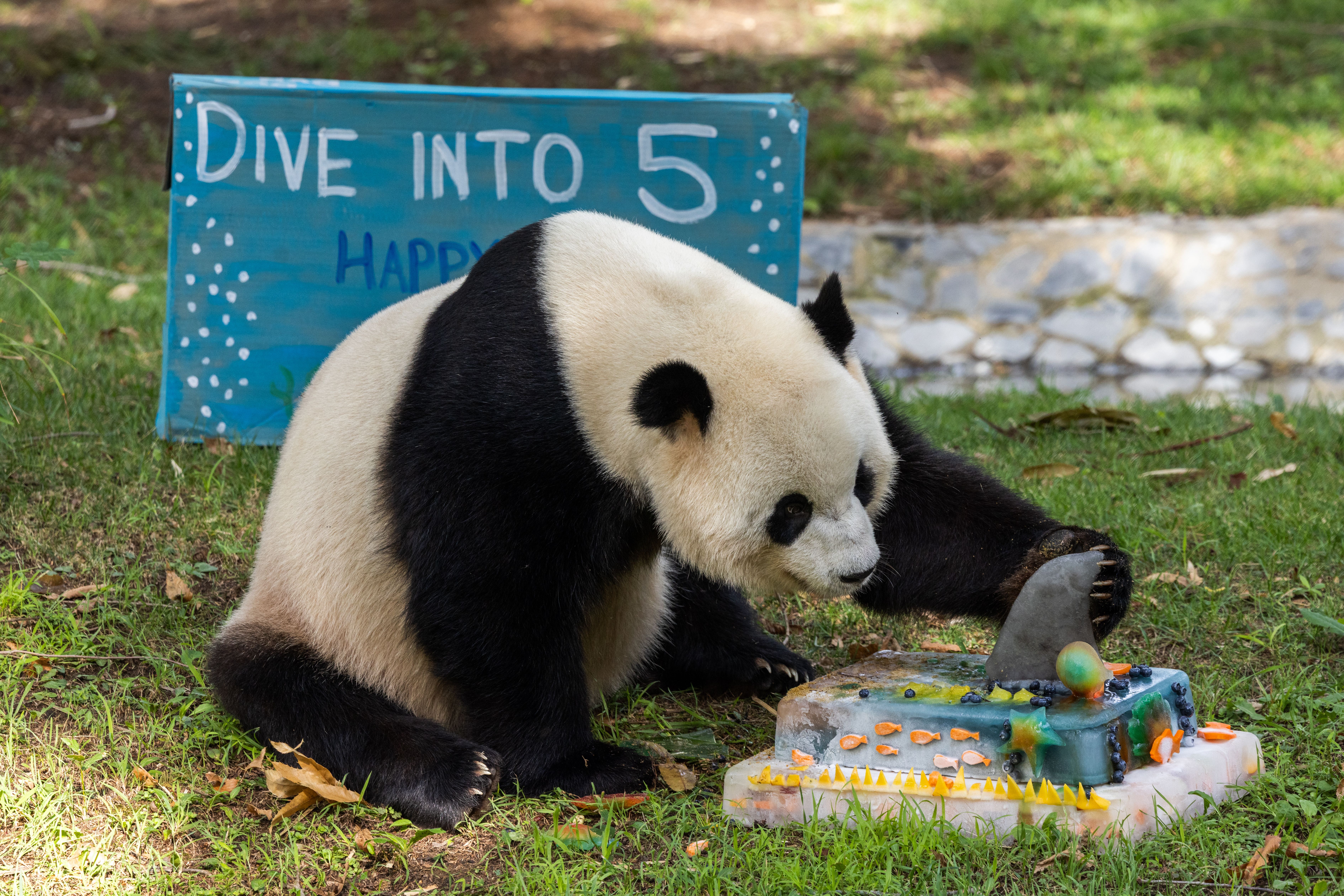 Panda sitting on grass beside a blue sign reading "DIVE INTO 5". A colorful cake prop sits in the foreground, with a stone wall and green foliage in the background.