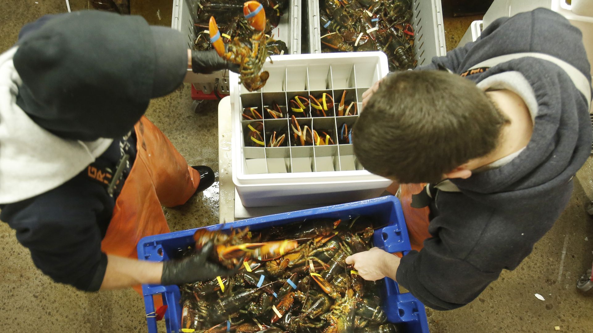 Aerial view of crates of lobster