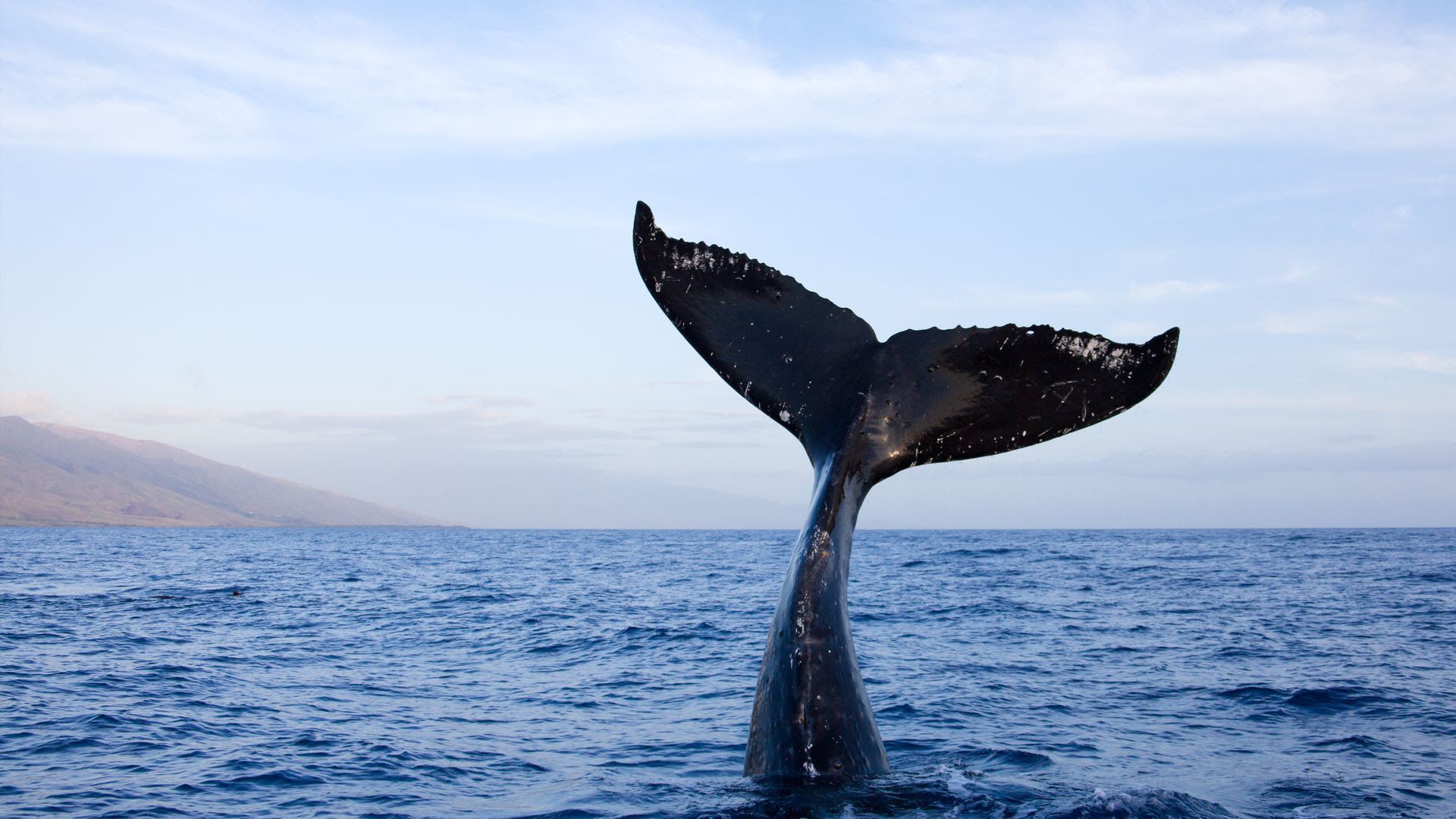 A whale tail in the ocean