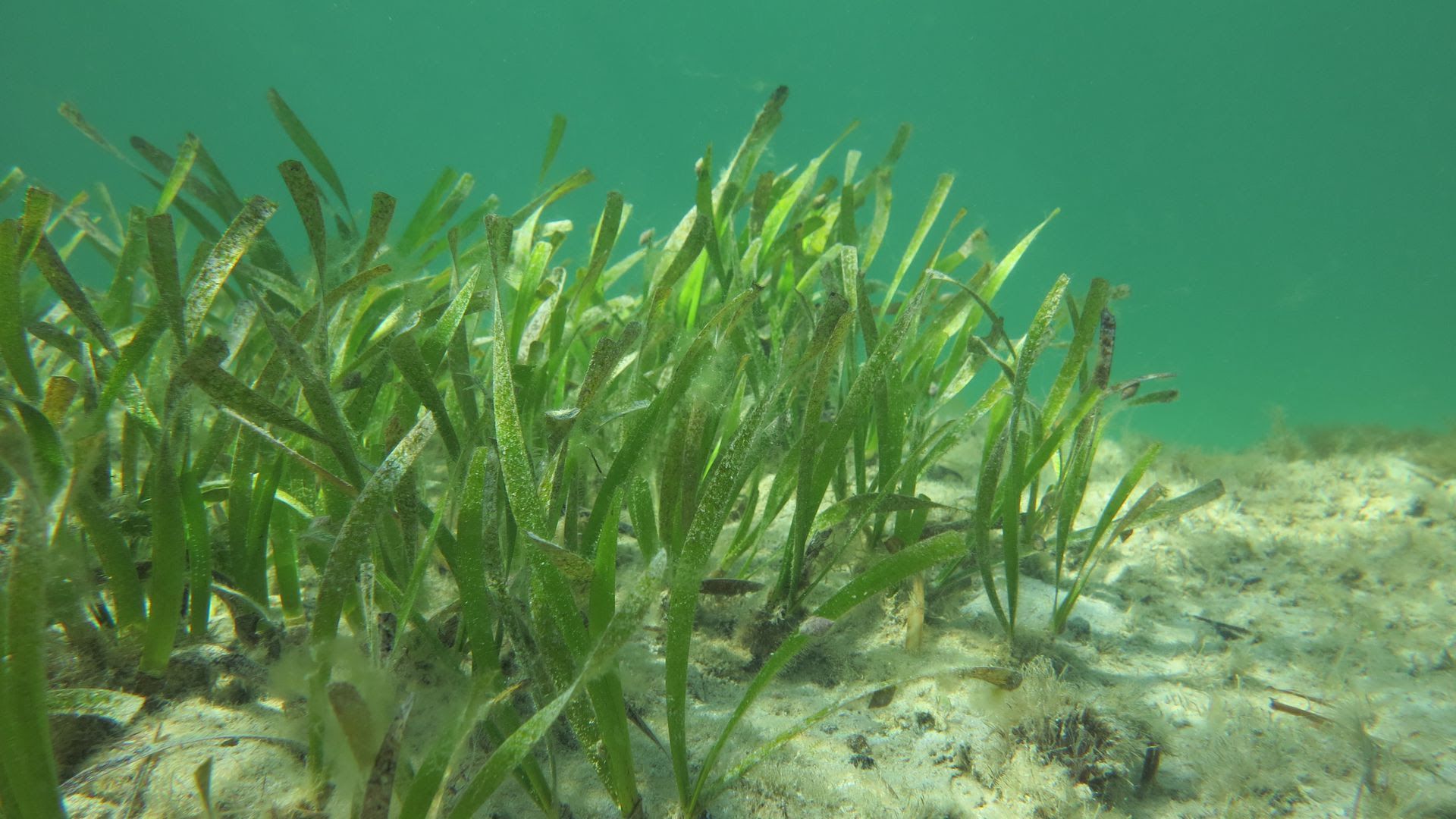 A seagrass meadow. Photo: Centre for Marine Ecosystems Research at Edith Cowan University