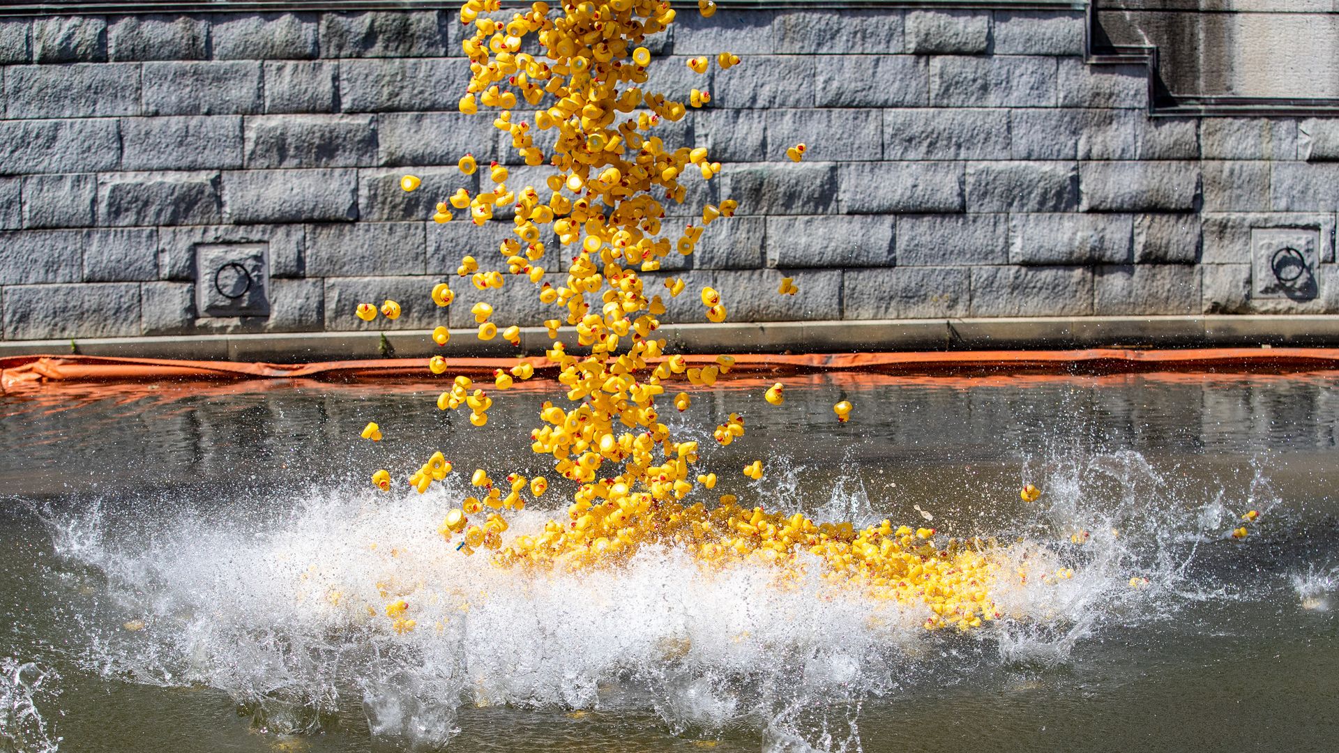 Thousands of yellow rubber duckys being dumped into the James River.