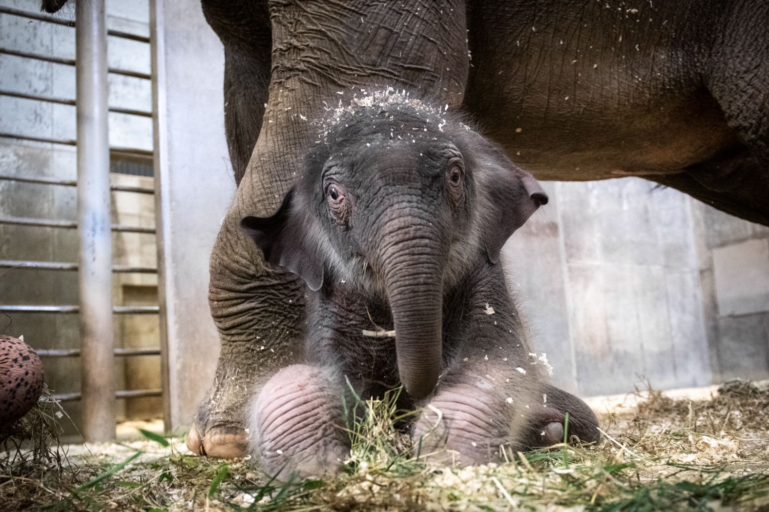 An Asian elephant calf sits in a pile of brush below his mother