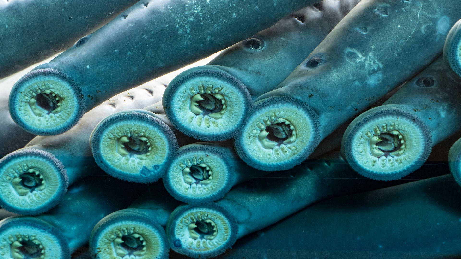 Underwater close-up of blue-green tubular sea creatures stacked together; each tube ends in a circular cross-section with a lime-green, tooth-like inner ring and small surface pores along the bodies.