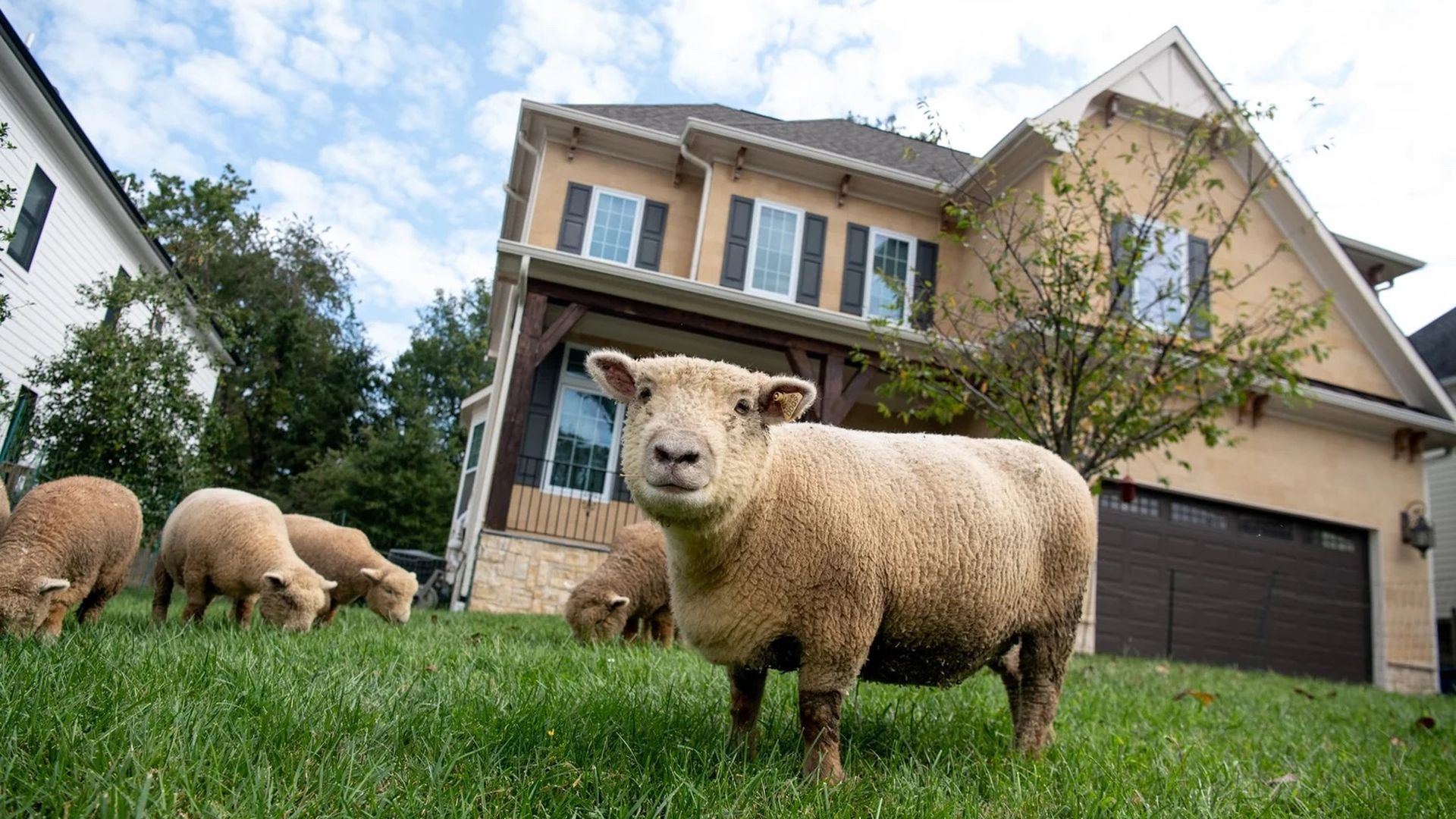 A flock of sheep graze on a green lawn in front of a beige two-story suburban house with a brown garage door; blue sky and a tree in the yard.