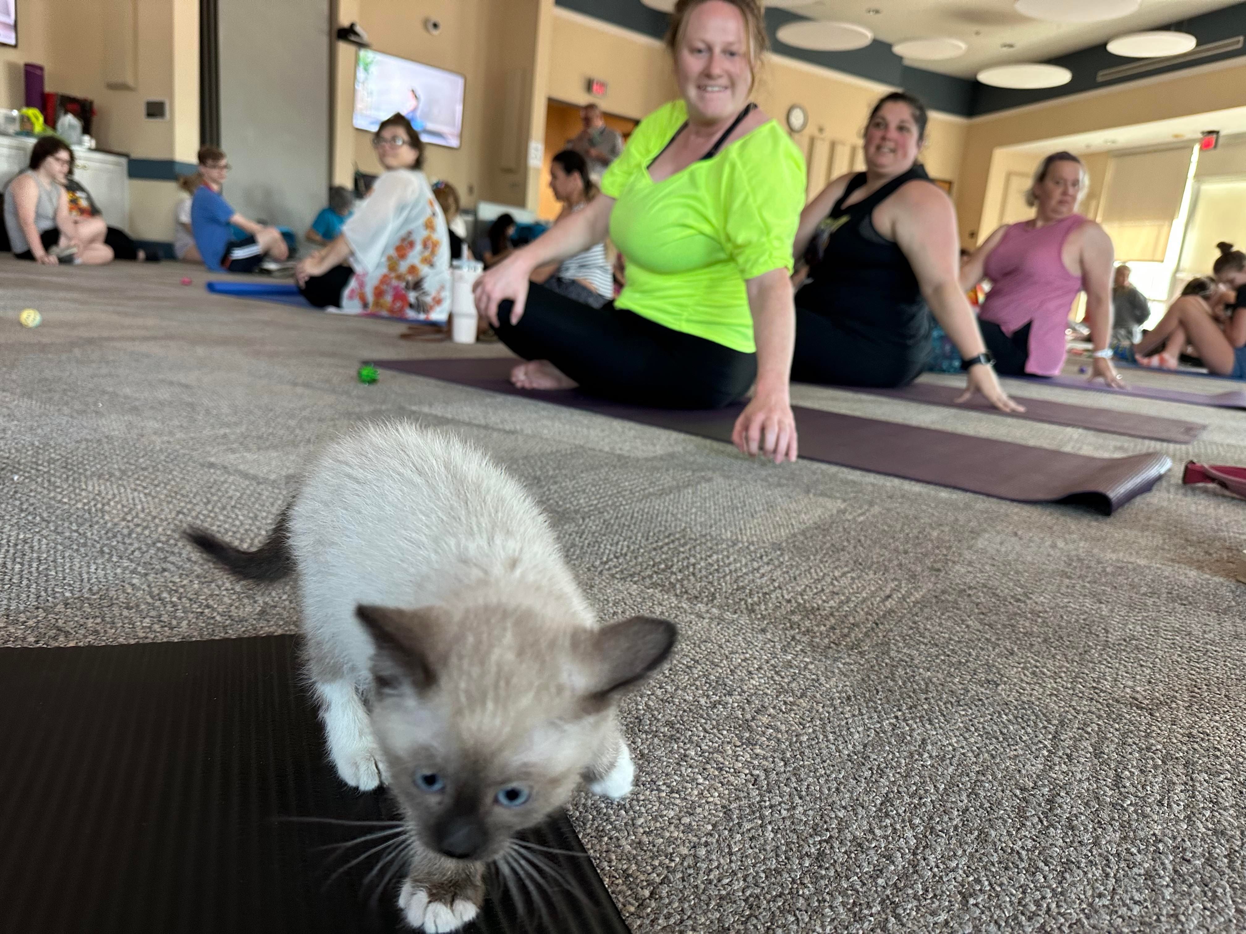 kitten at yoga class