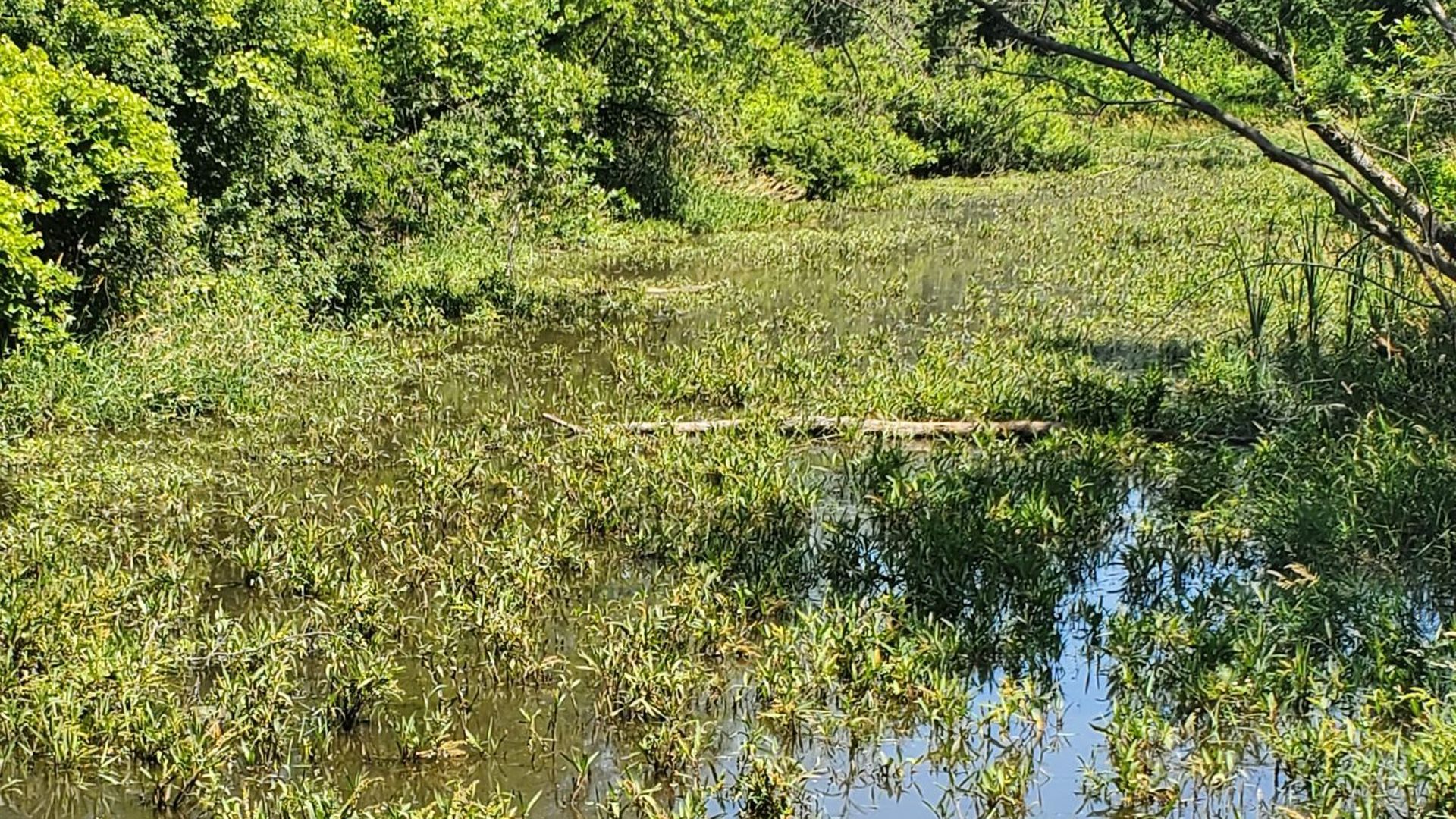 A photo of a wetland.