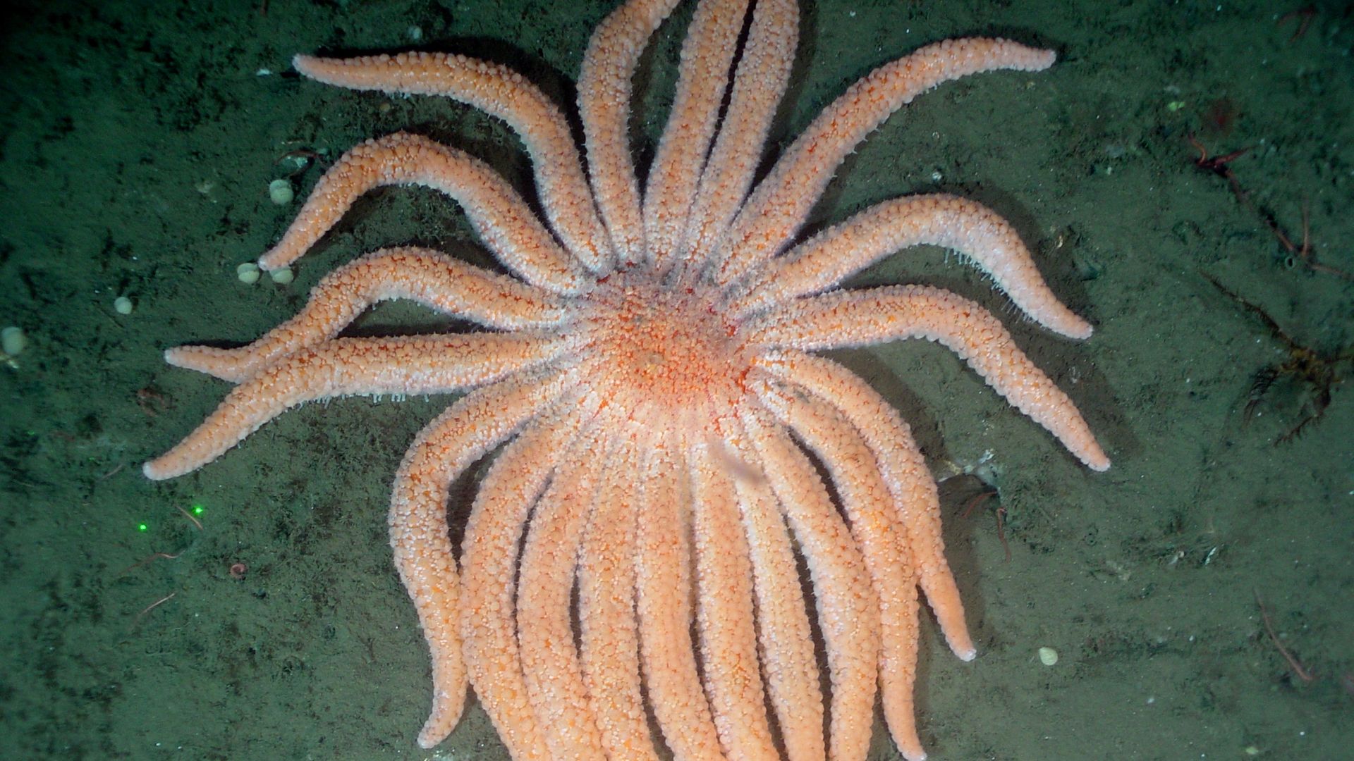 Orange starfish with over a dozen arms spread out on dark green ocean floor, showing textured surface and some small debris nearby.