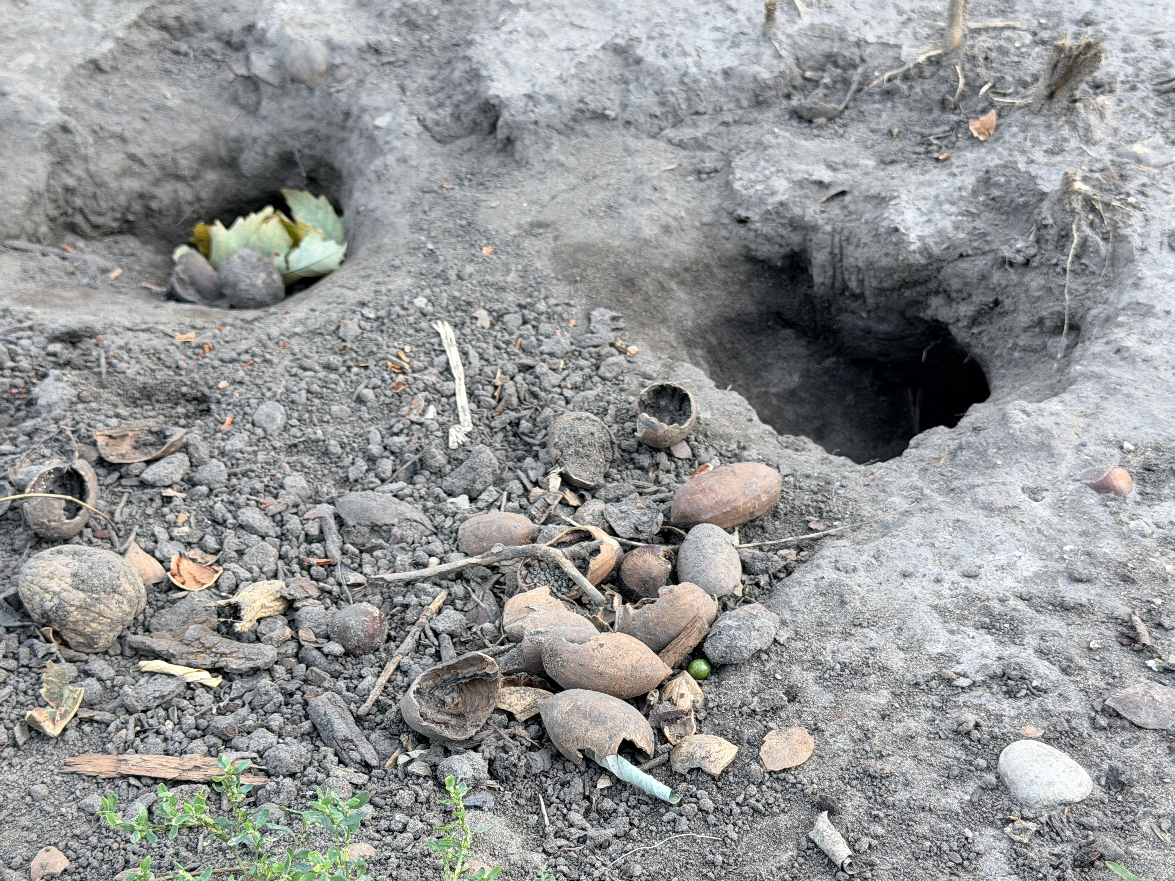 Close-up of dusty soil with a small burrow on the left, a green leaf tucked inside the hole. Surrounding rubble, rocks, and twigs; tiny green plants grow along the bottom edge.