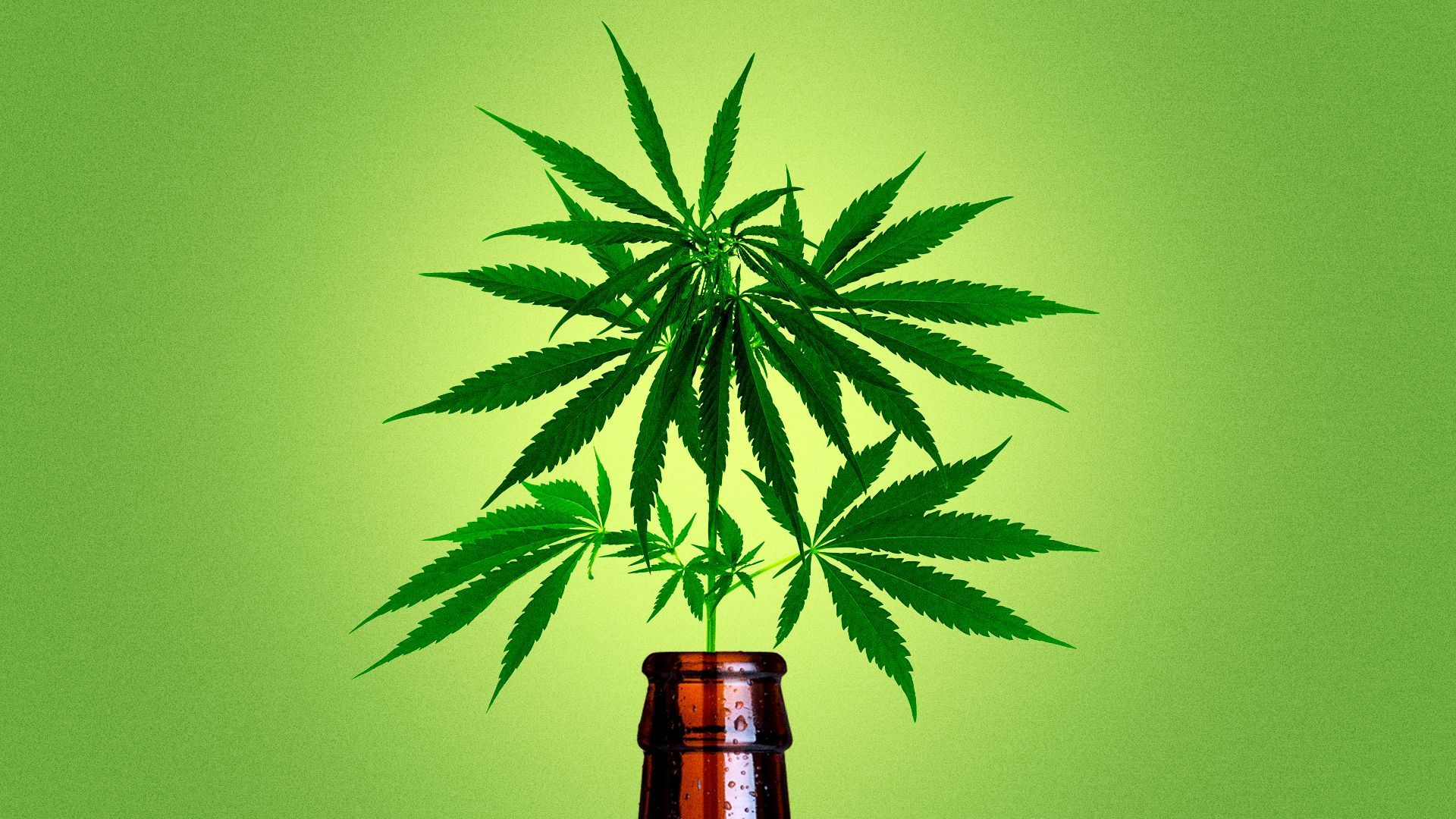 Illustration of a Cannabis plant in a vase made of a beer bottle.