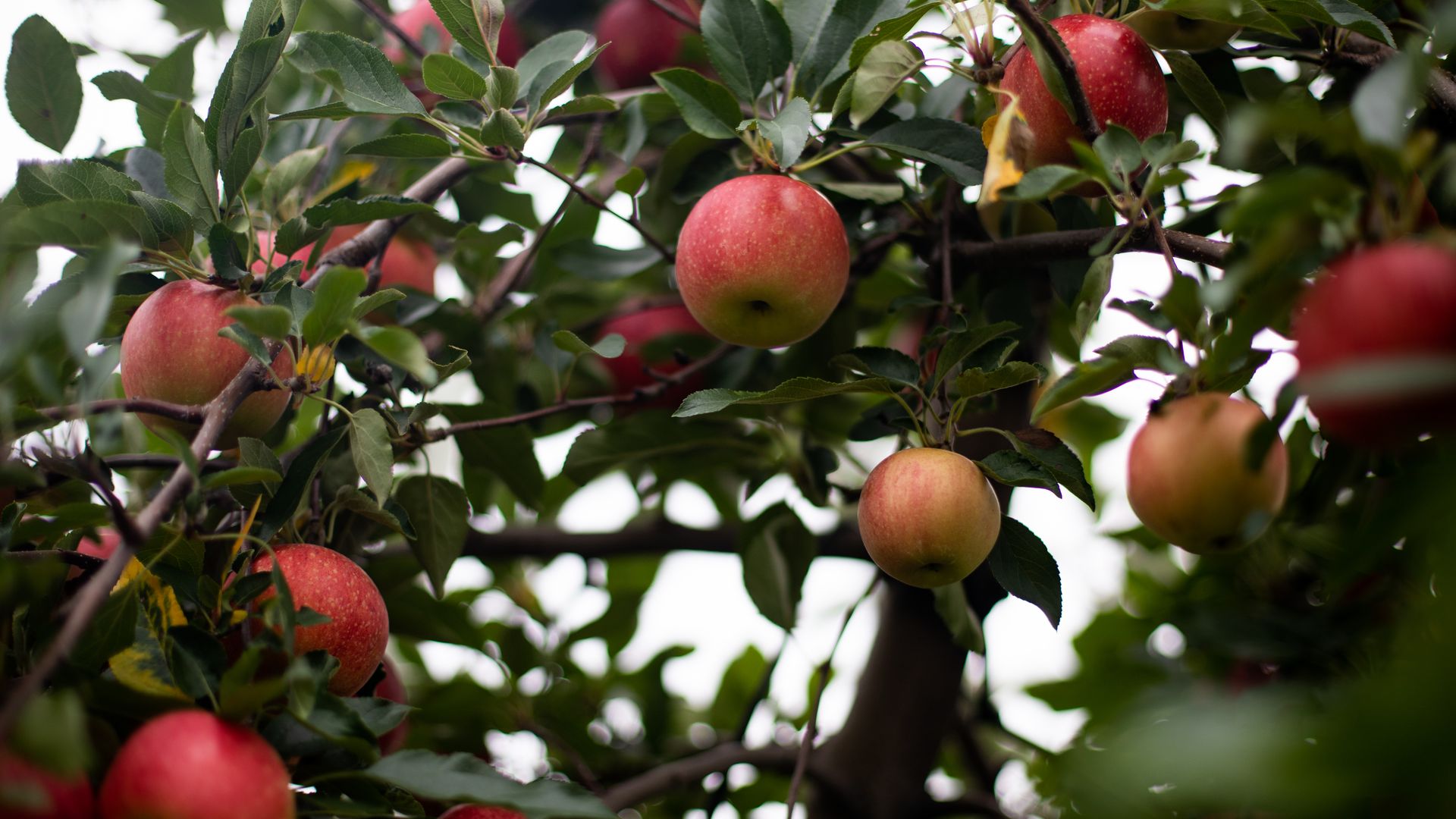 Apples hanging on a tree