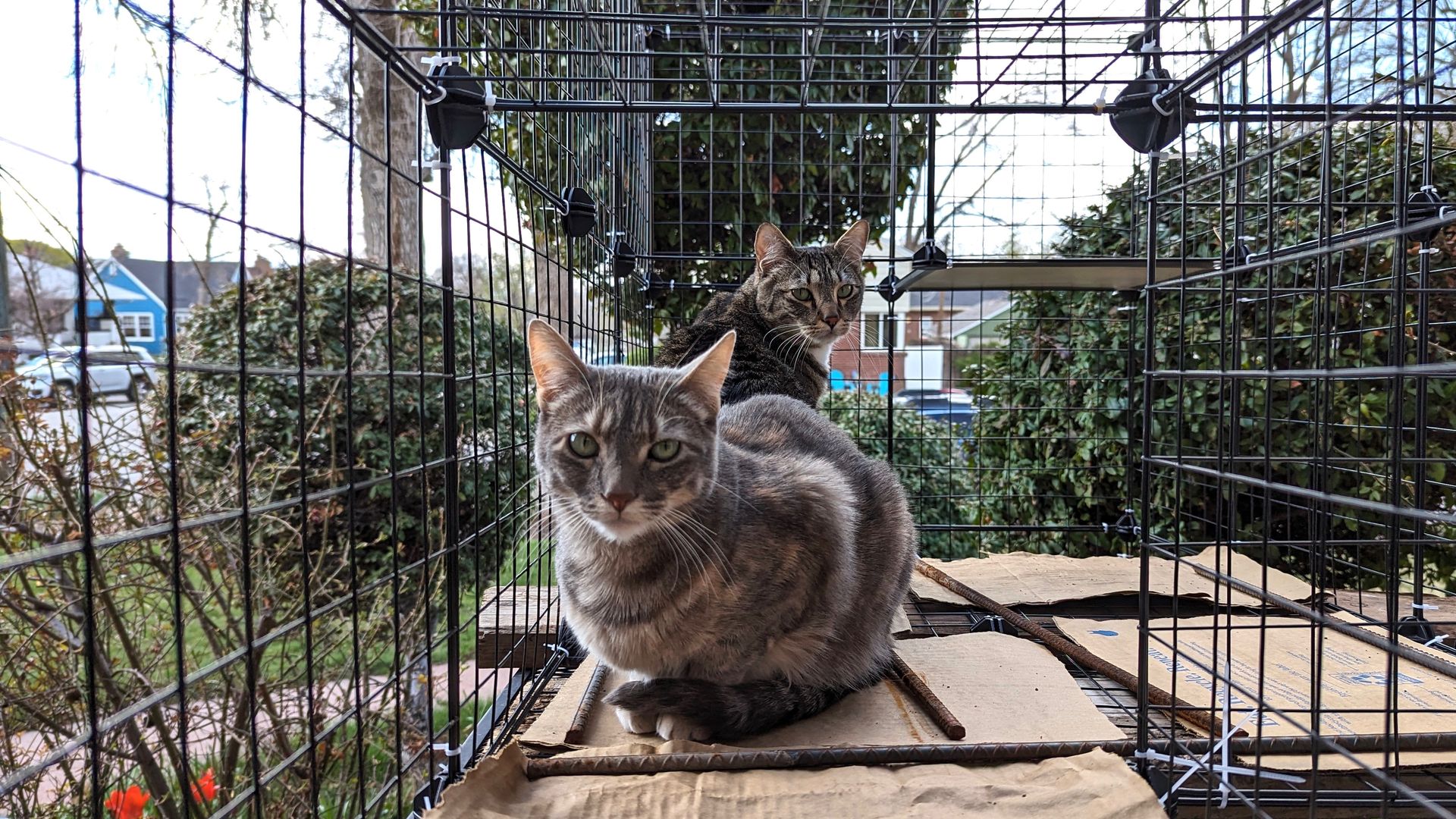 Two cats sit on pieces of cardboard in a wire kennel near bushes and flowers.