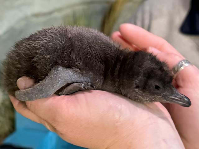 Camden's Adventure Aquarium welcomes Saquon the penguin - Axios