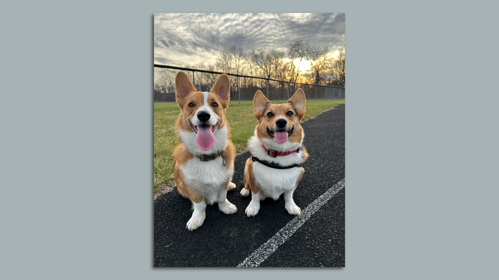 Two corgis outside.