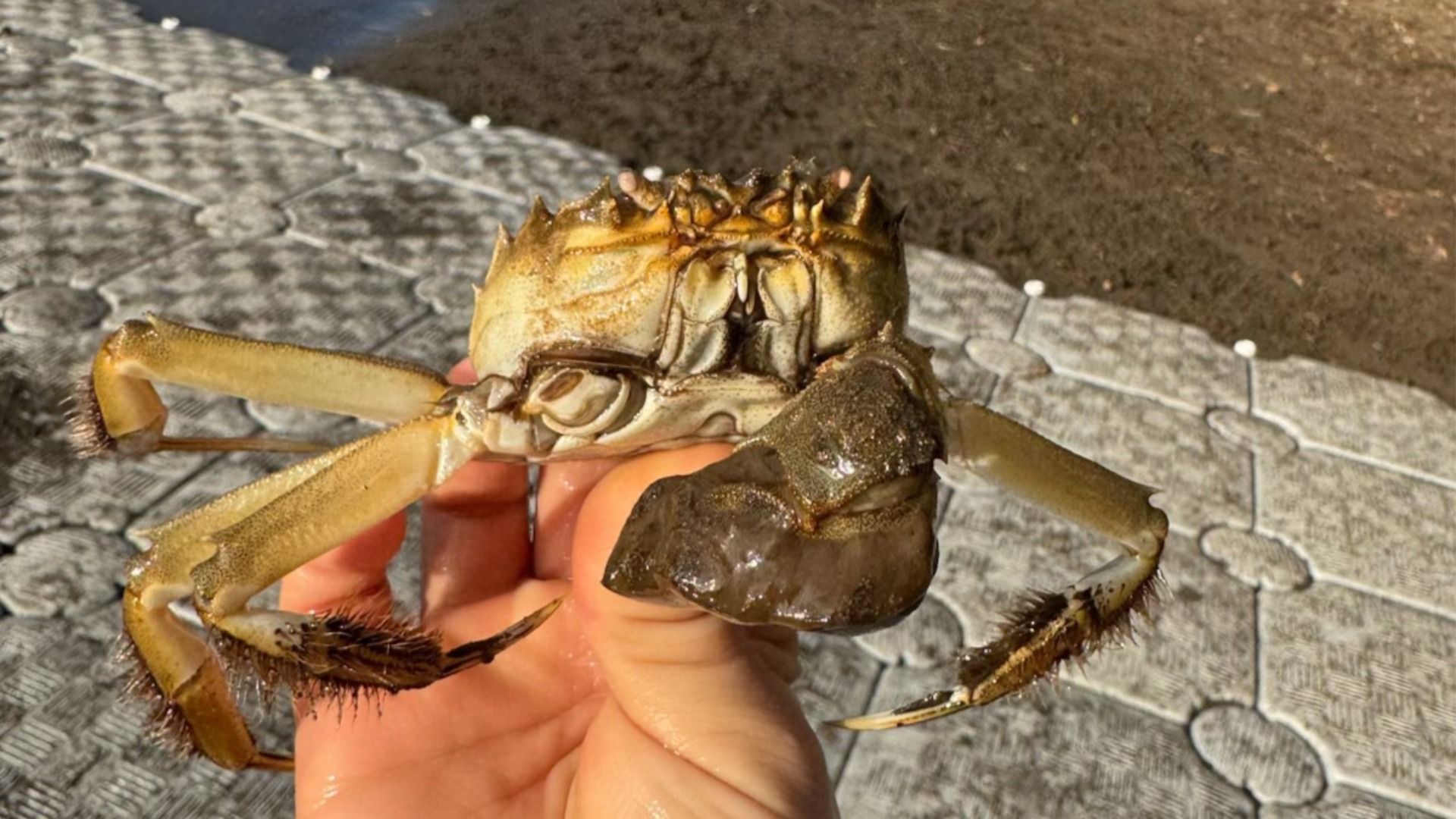 Person holding a crab with one large, dark claw and long legs on a gray textured surface background with soil visible.