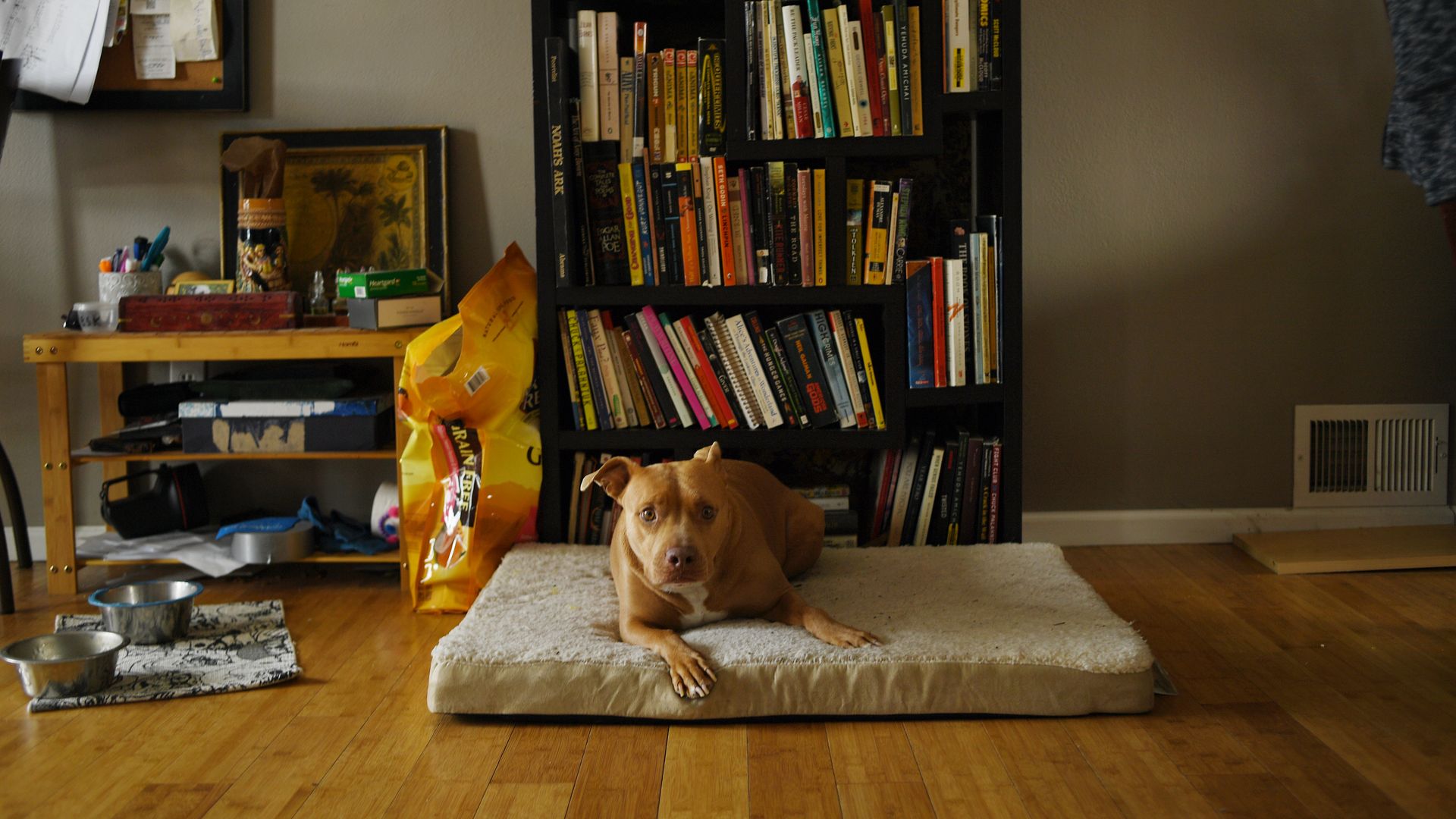 A brown pit bull dog sits on a bed on the floor with a book shelf in the background and its food and water bowls nearby