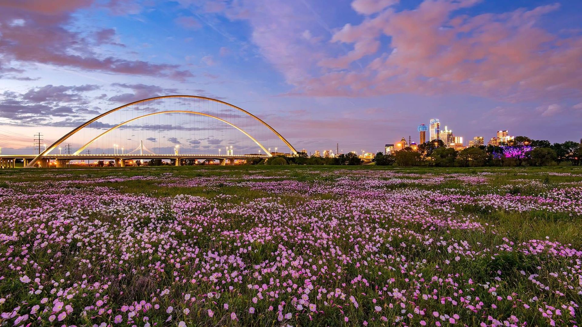 Pink buttercups and pink clouds around Dallas