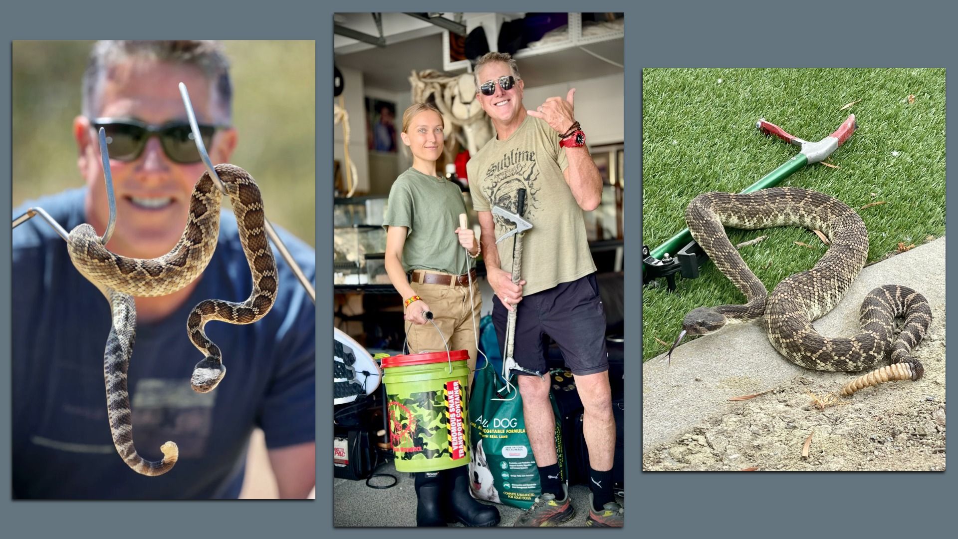 Three-panel collage on gray background: left man with sunglasses holds a rattlesnake on a hook; center a man and woman pose with a snake in a workshop; right a snake on grass beside a green rake.