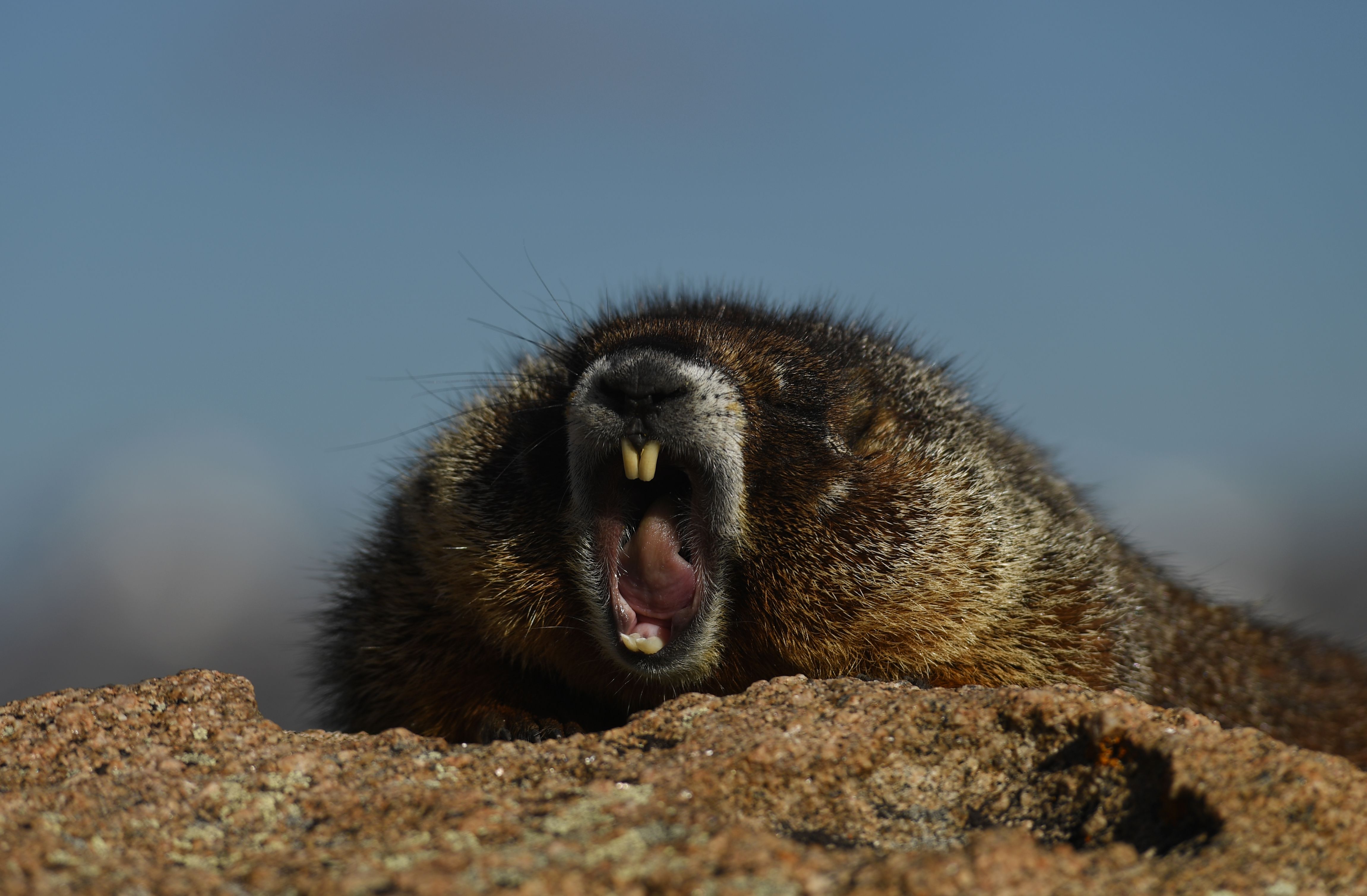A fat marmot yawns in the morning sun at Rocky Mountain National Park.