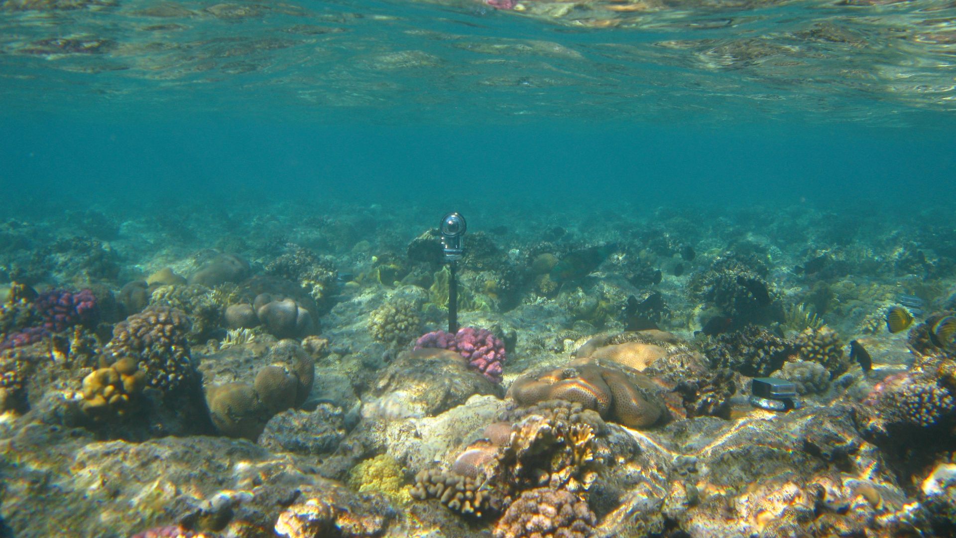 An underwater microphone stands upright in a bed of coral.