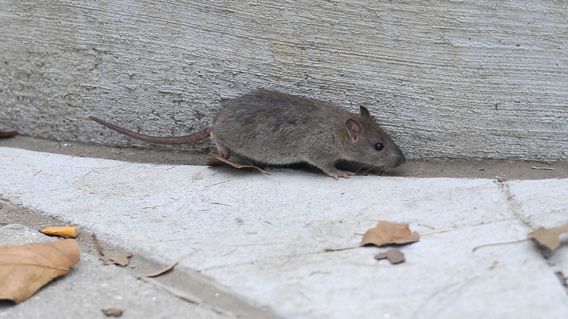A small brownish-gray mouse on a concrete path beside a rough gray wall, with a long tail trailing behind and a few dried leaves nearby.