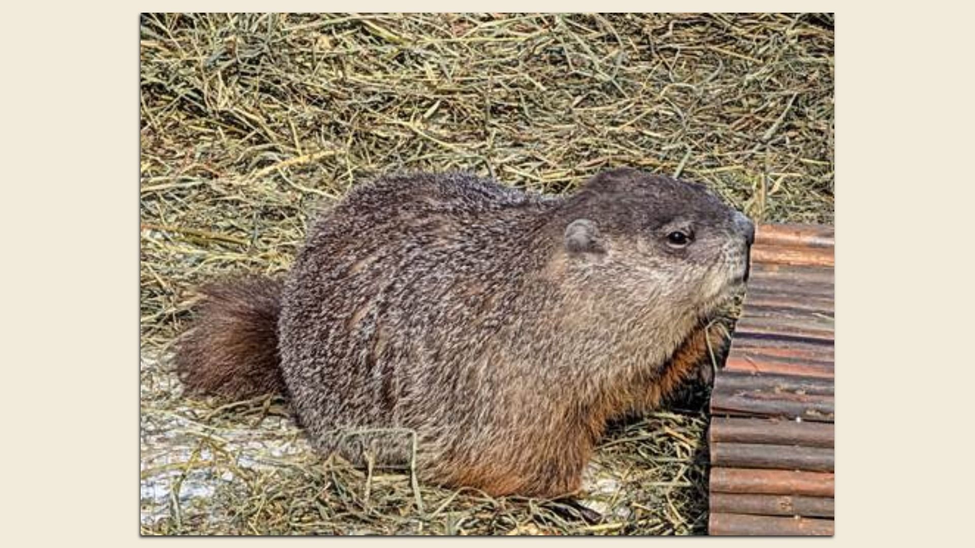 A brown, furry groundhog sitting on dry straw next to a small wooden structure, facing right.